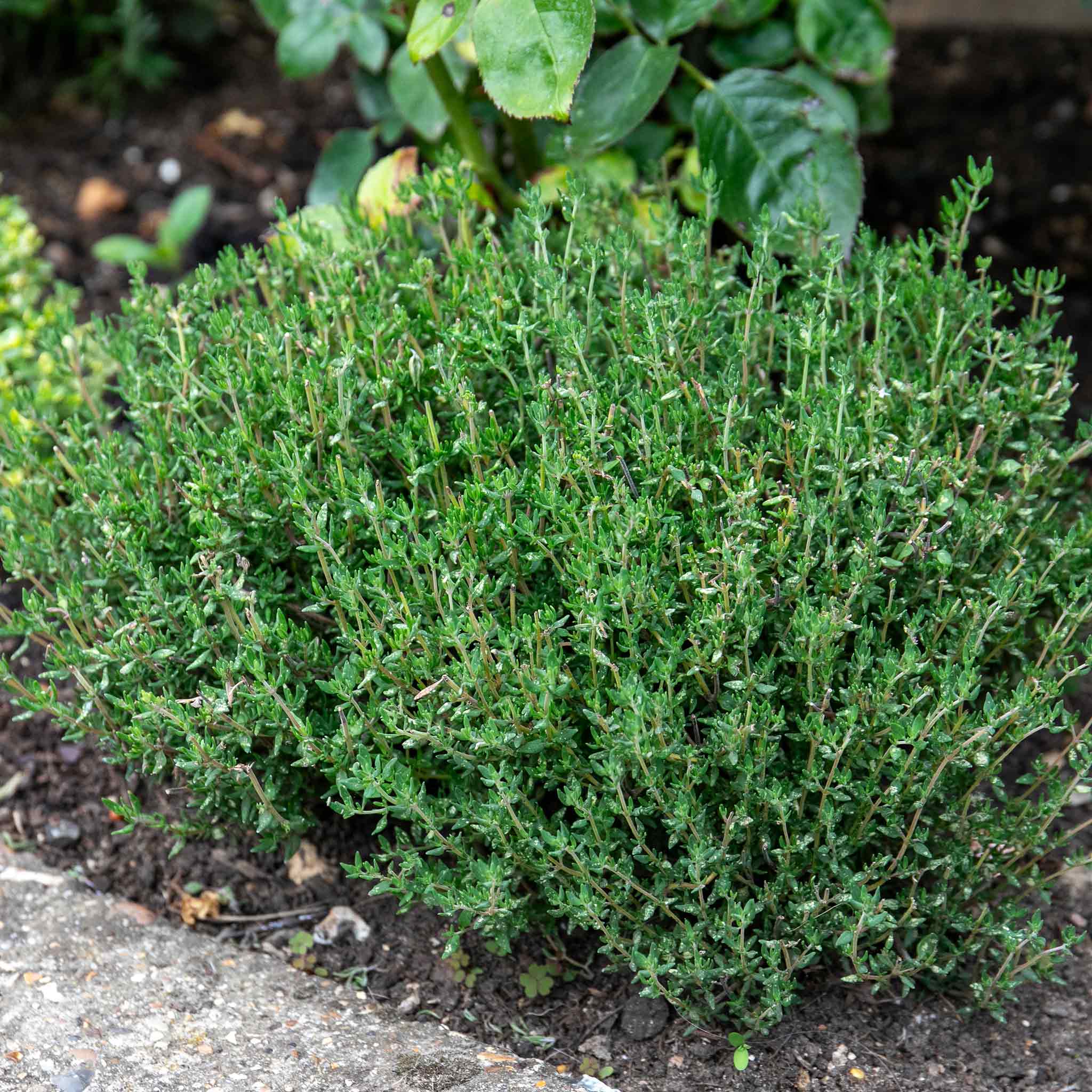 Herb Collection Plant 'Sense-ational' - Image 8