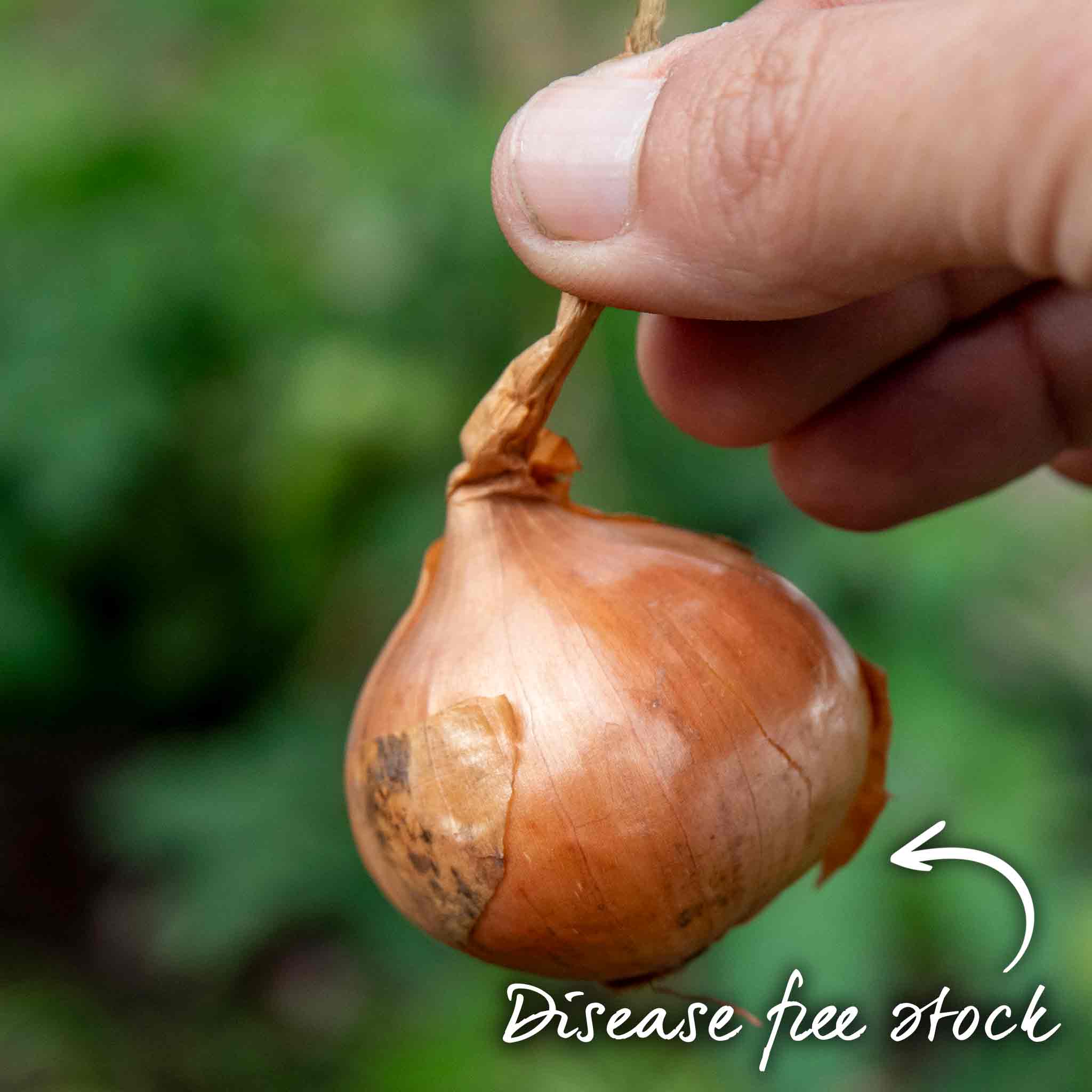 Spring Planting Shallot Sets 'Red Sun' - Image 3