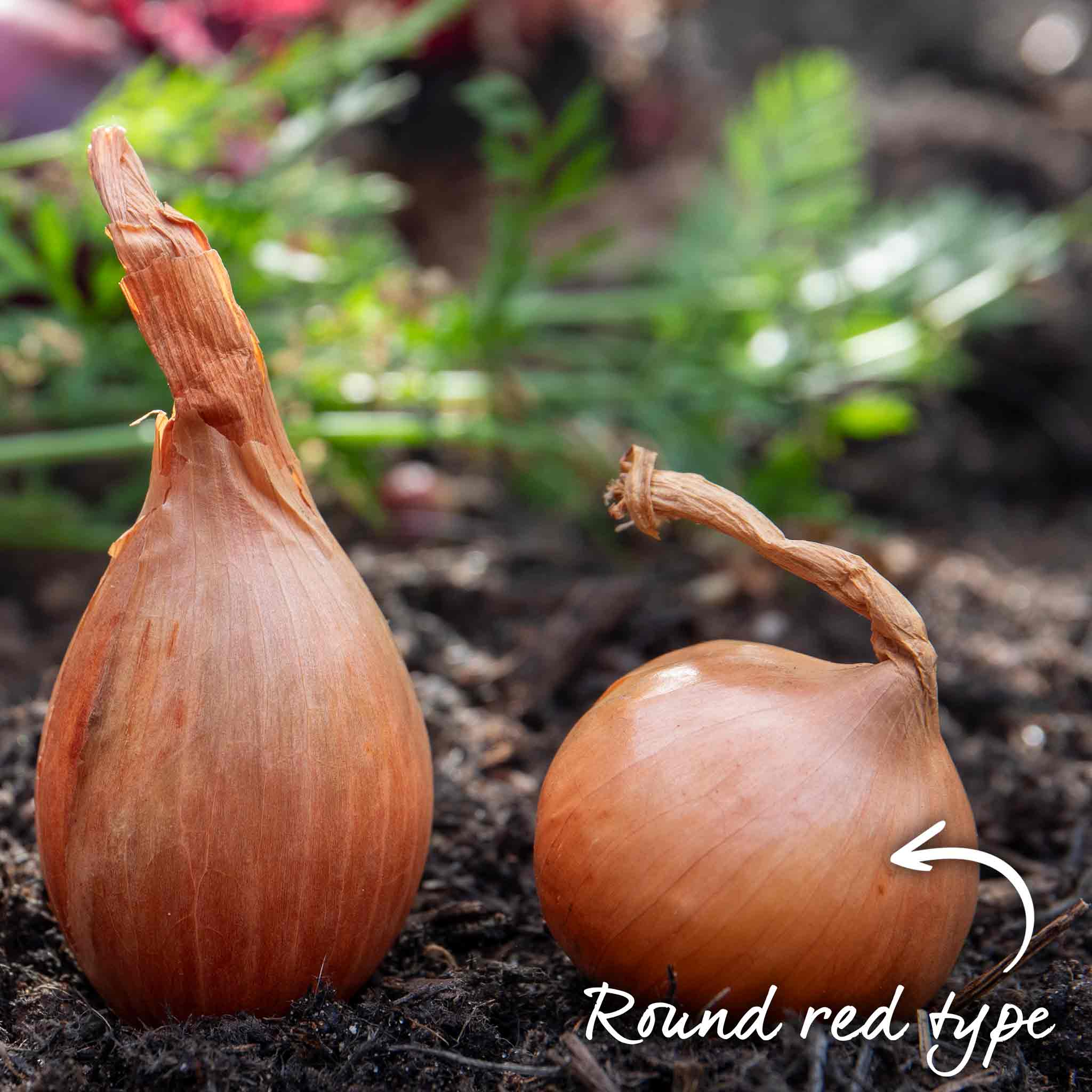 Spring Planting Shallot Sets 'Red Sun' - Image 4
