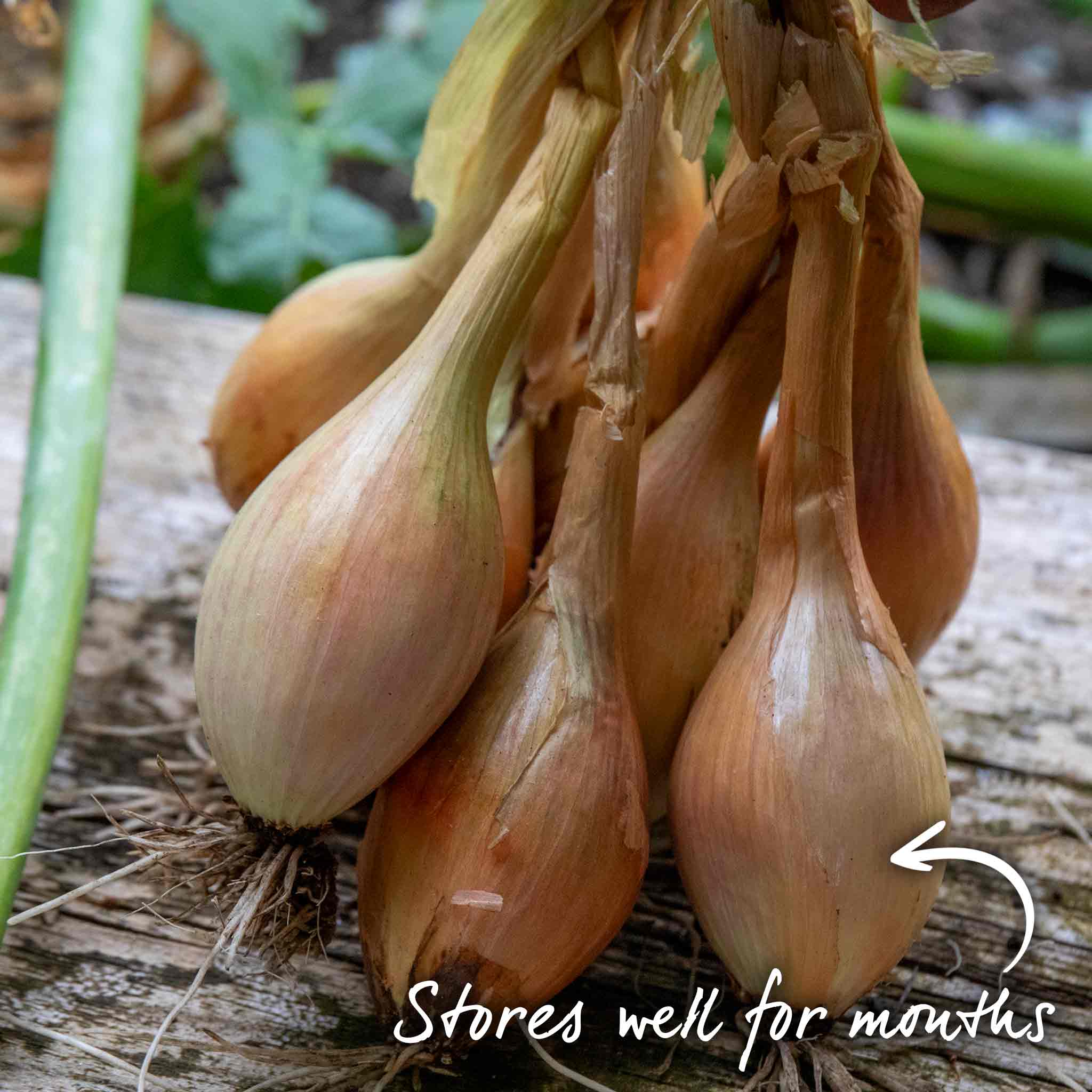 Autumn Planting Shallot Sets 'Longor' - Image 12