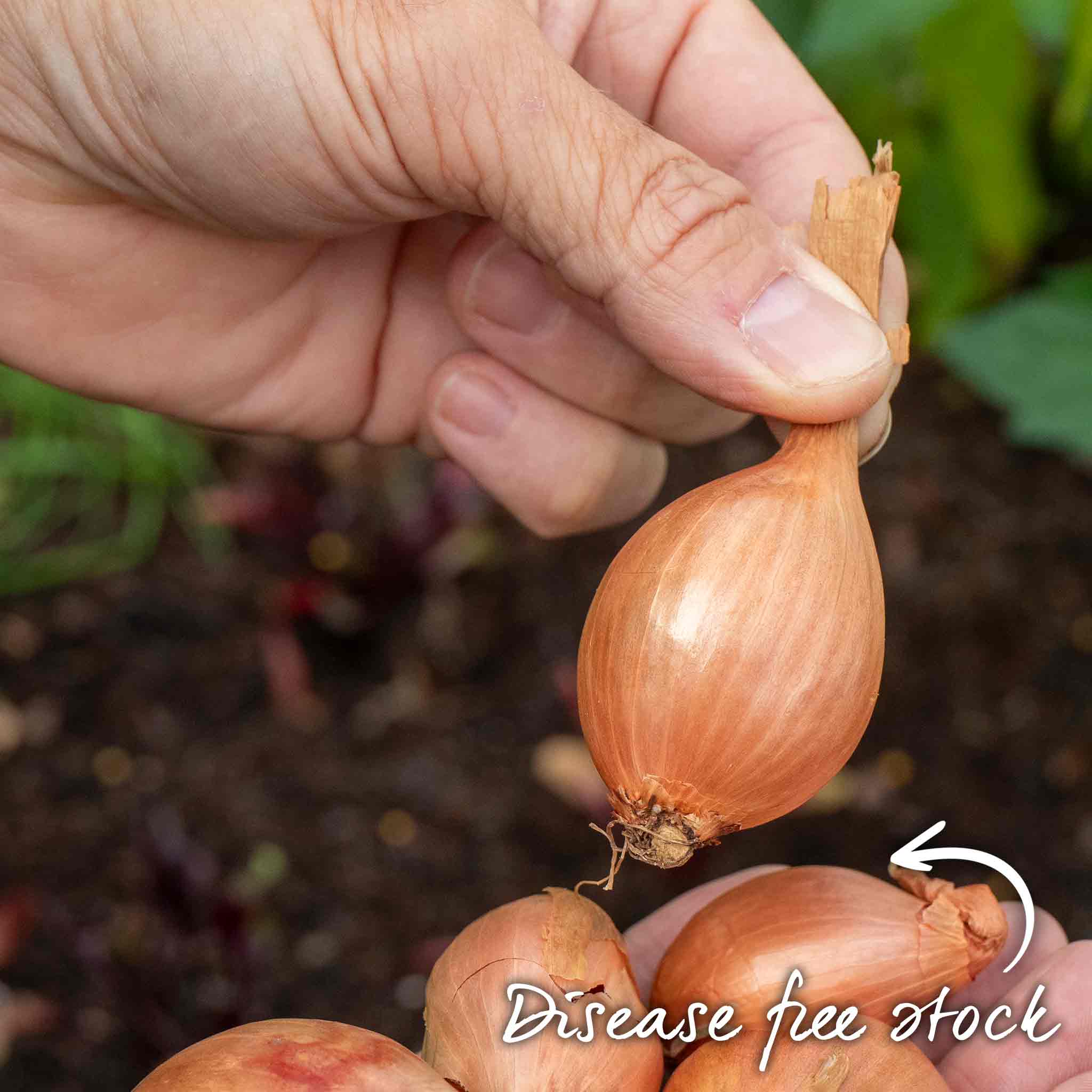 Autumn Planting Shallot Sets 'Longor' - Image 3
