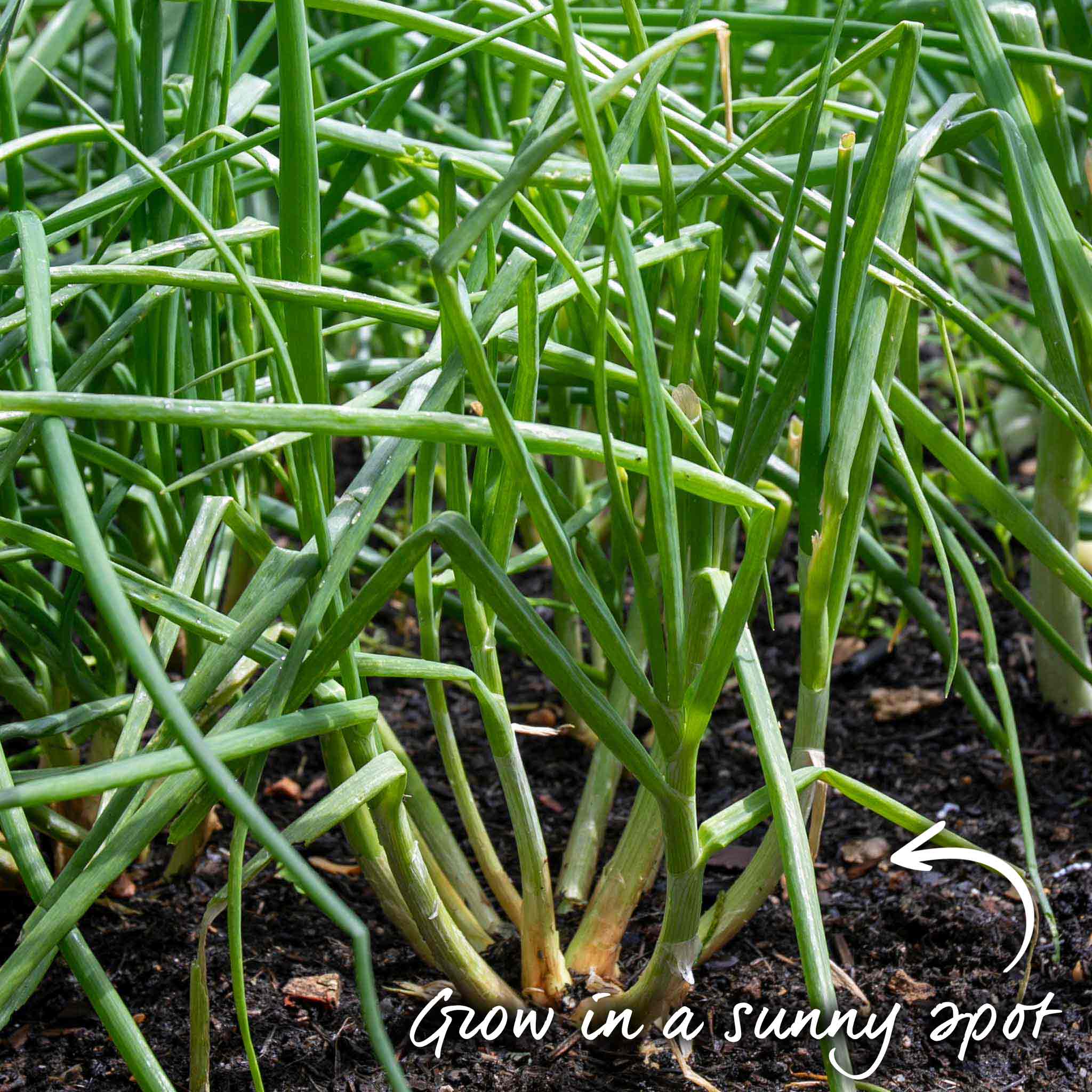 Spring Planting Shallot Sets 'Golden Gourmet' - Image 5