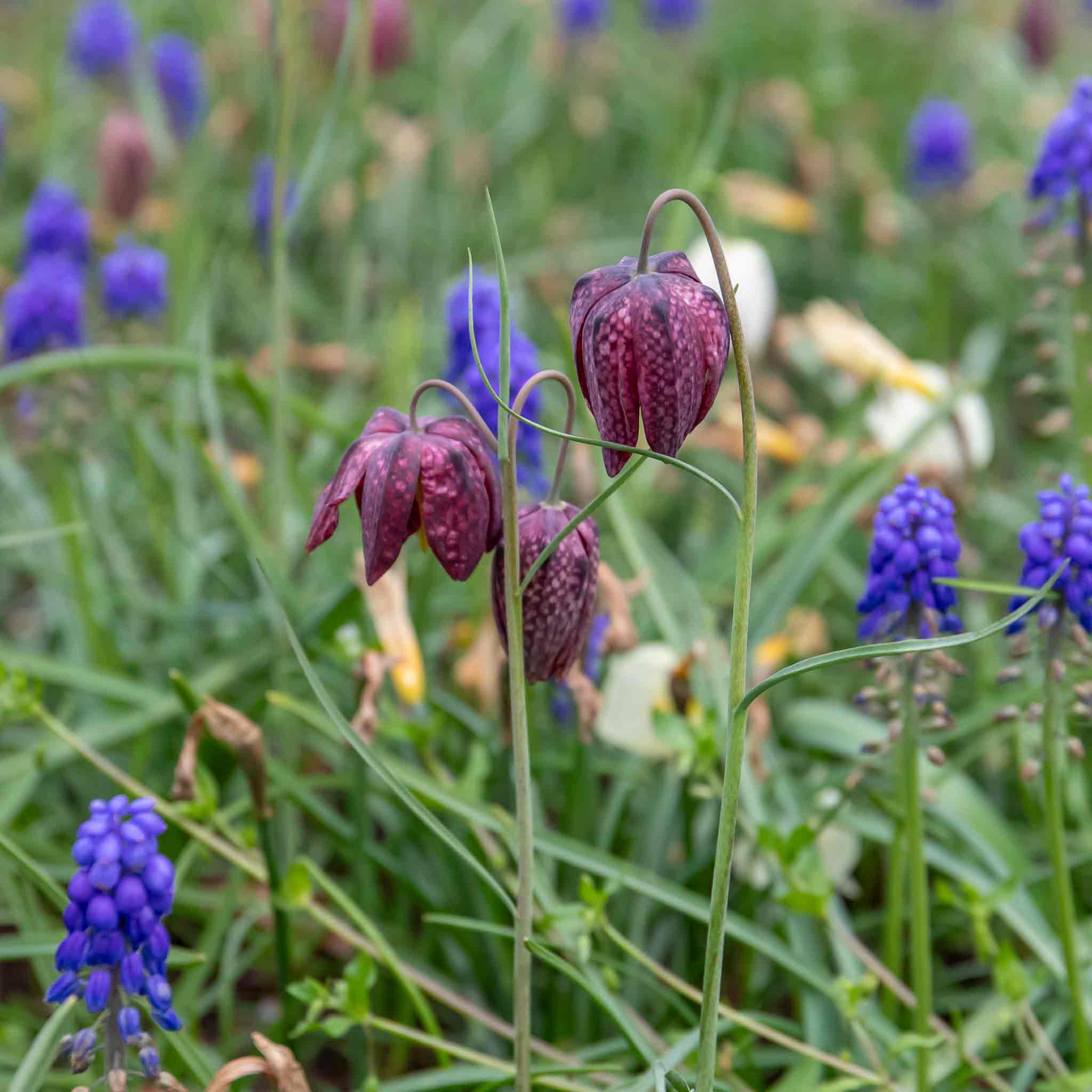Snake's Head Fritillary Bulbs - Image 7