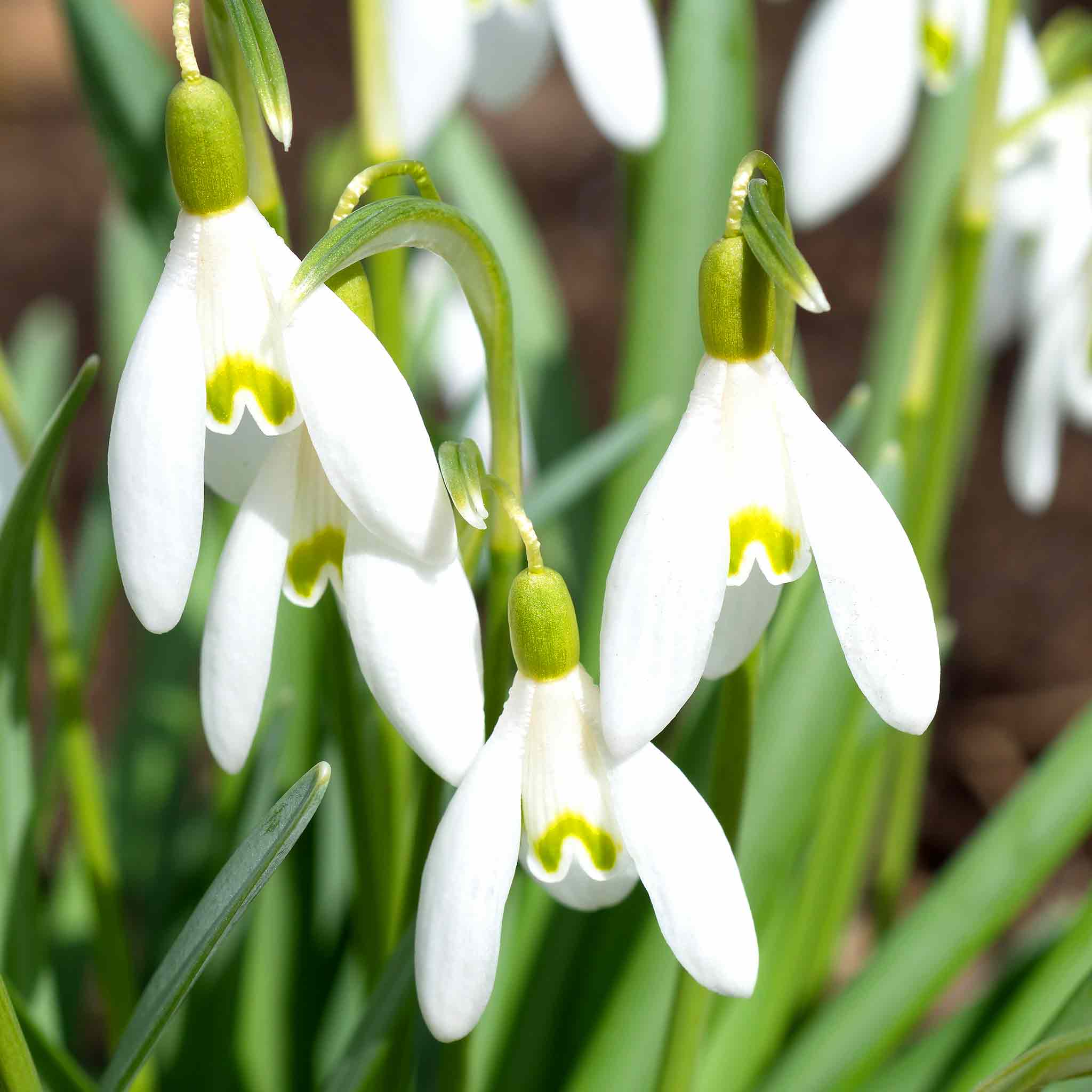Snowdrop Bulbs in the Green Collection - Image 2