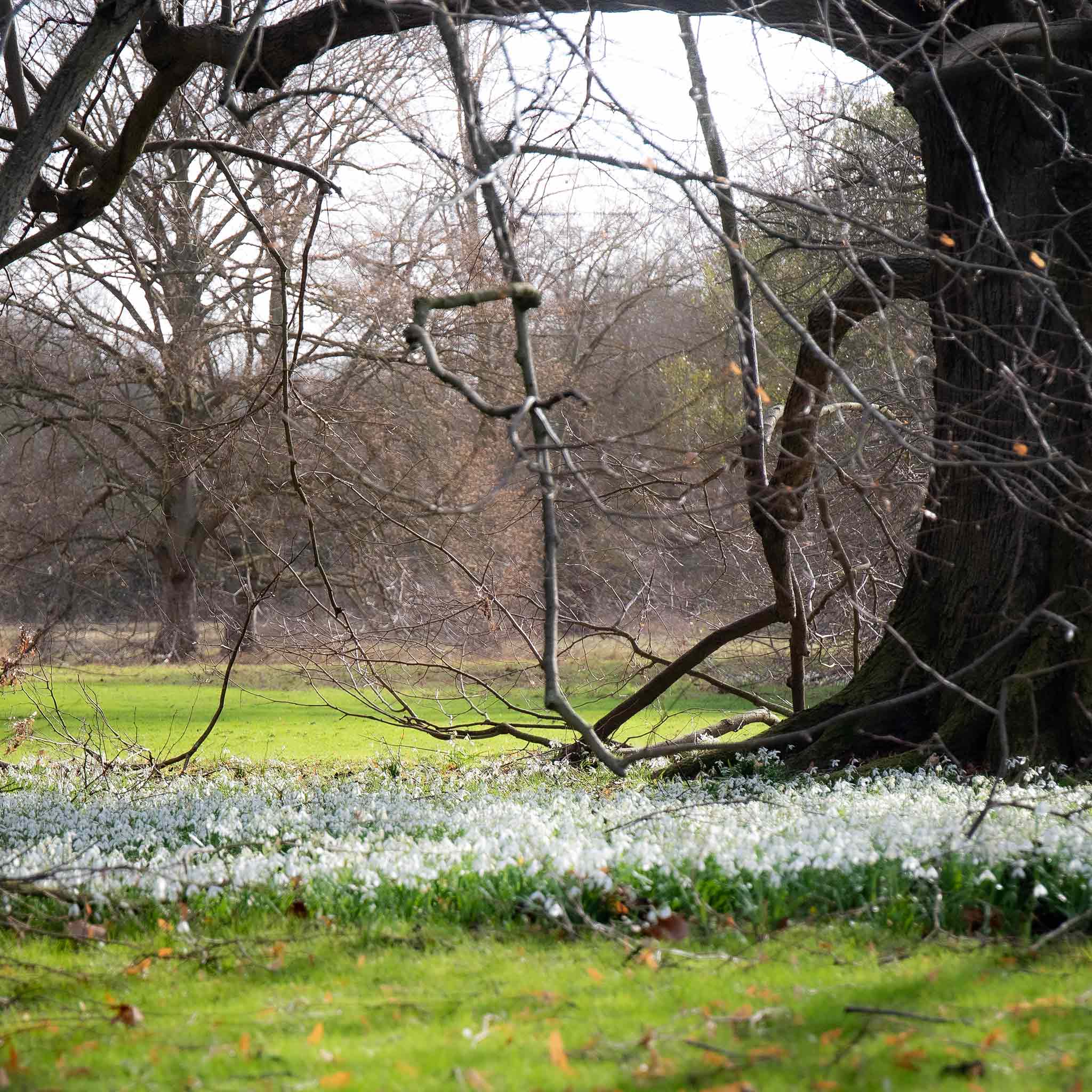 Snowdrop Bulbs in the Green Collection - Image 4