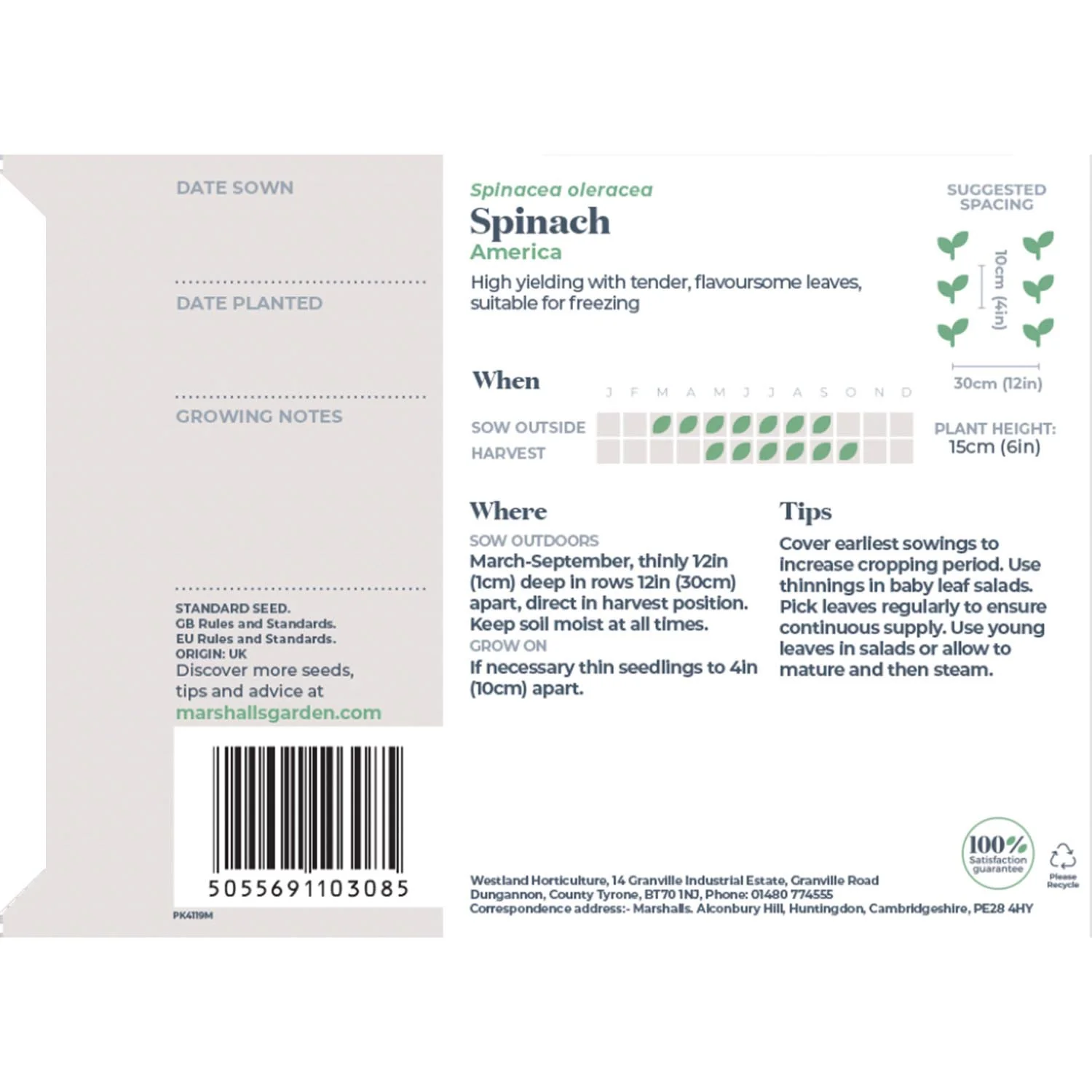 Spinach Seeds 'America' - Image 5