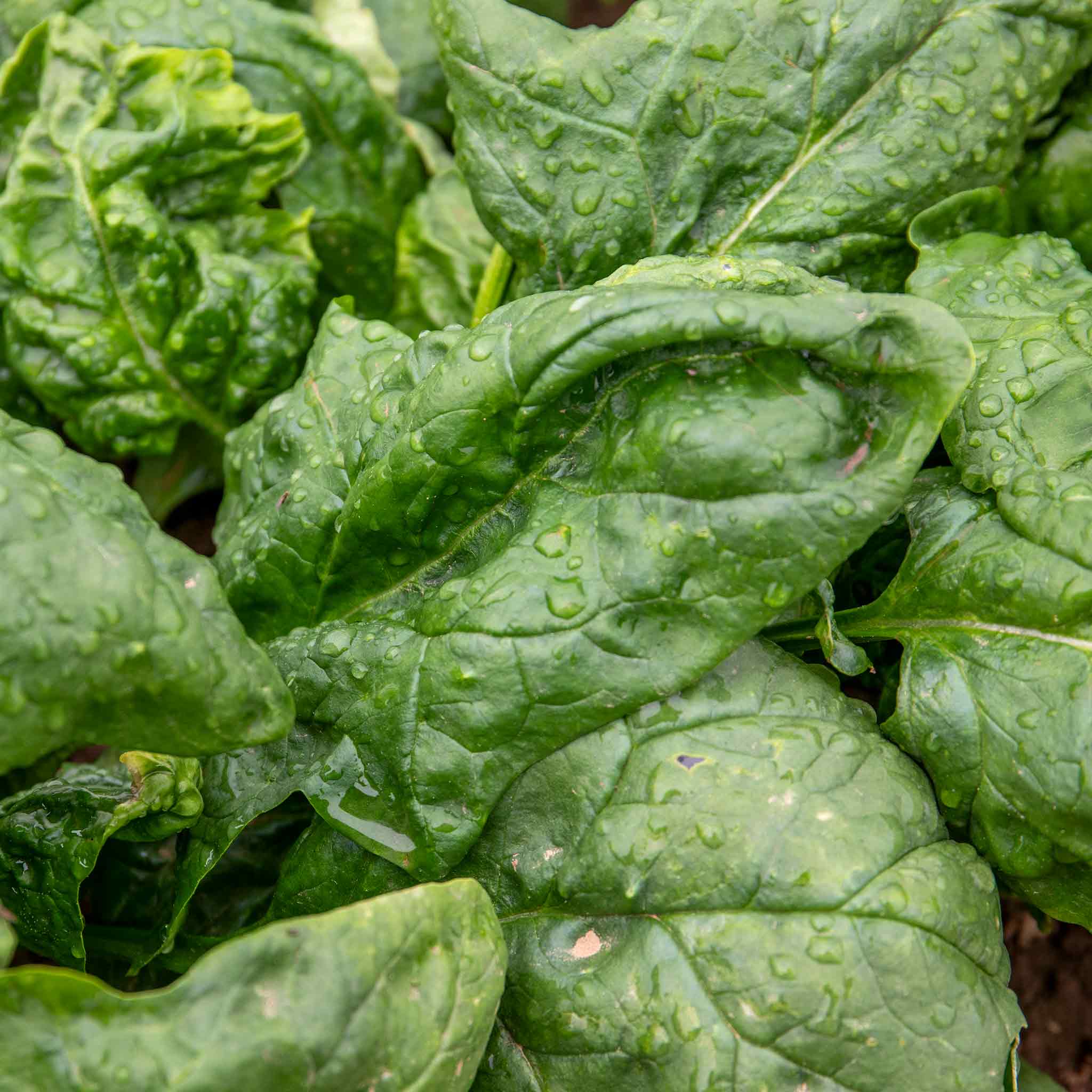 Spinach 'Renegade' - Image 3