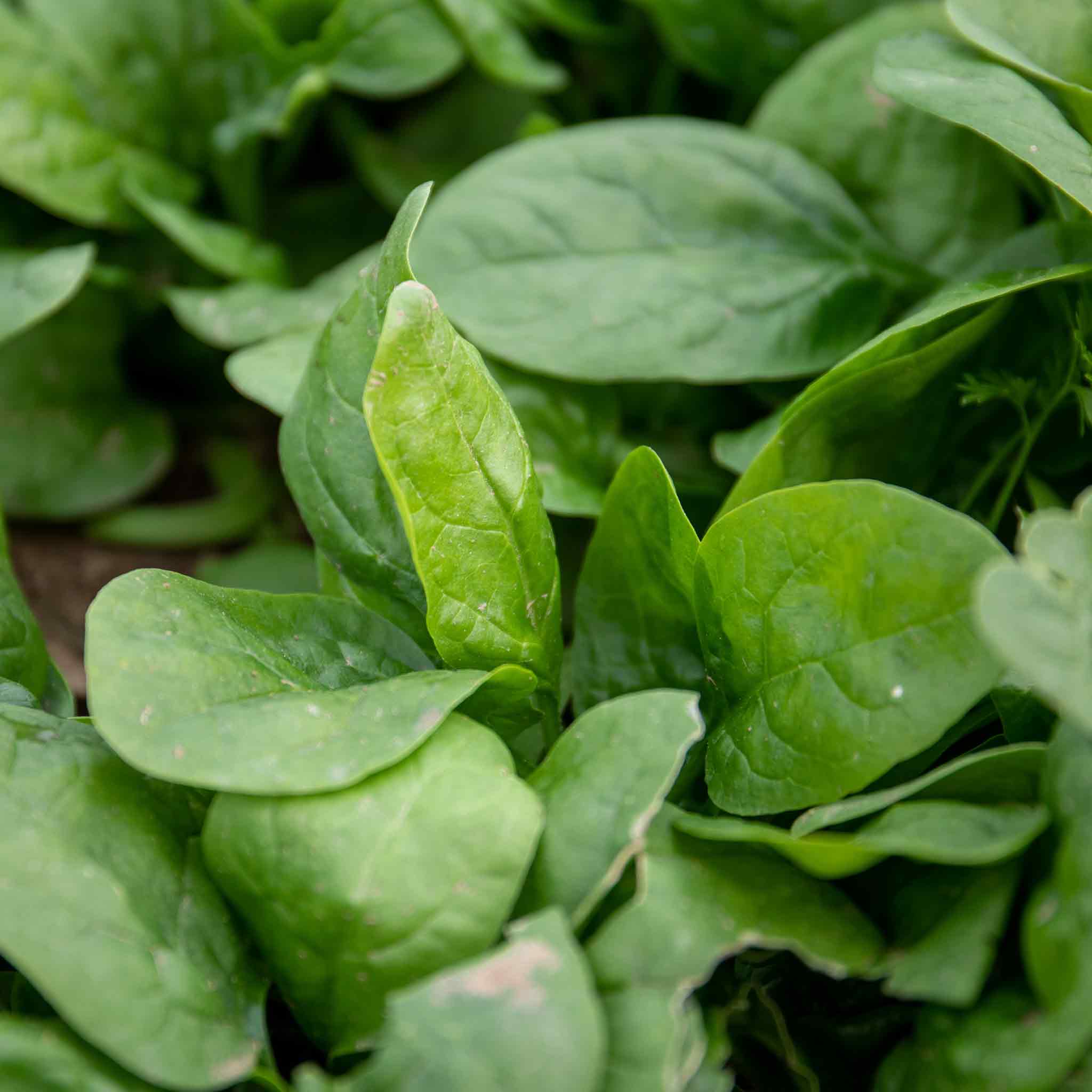 Spinach 'Renegade' - Image 6