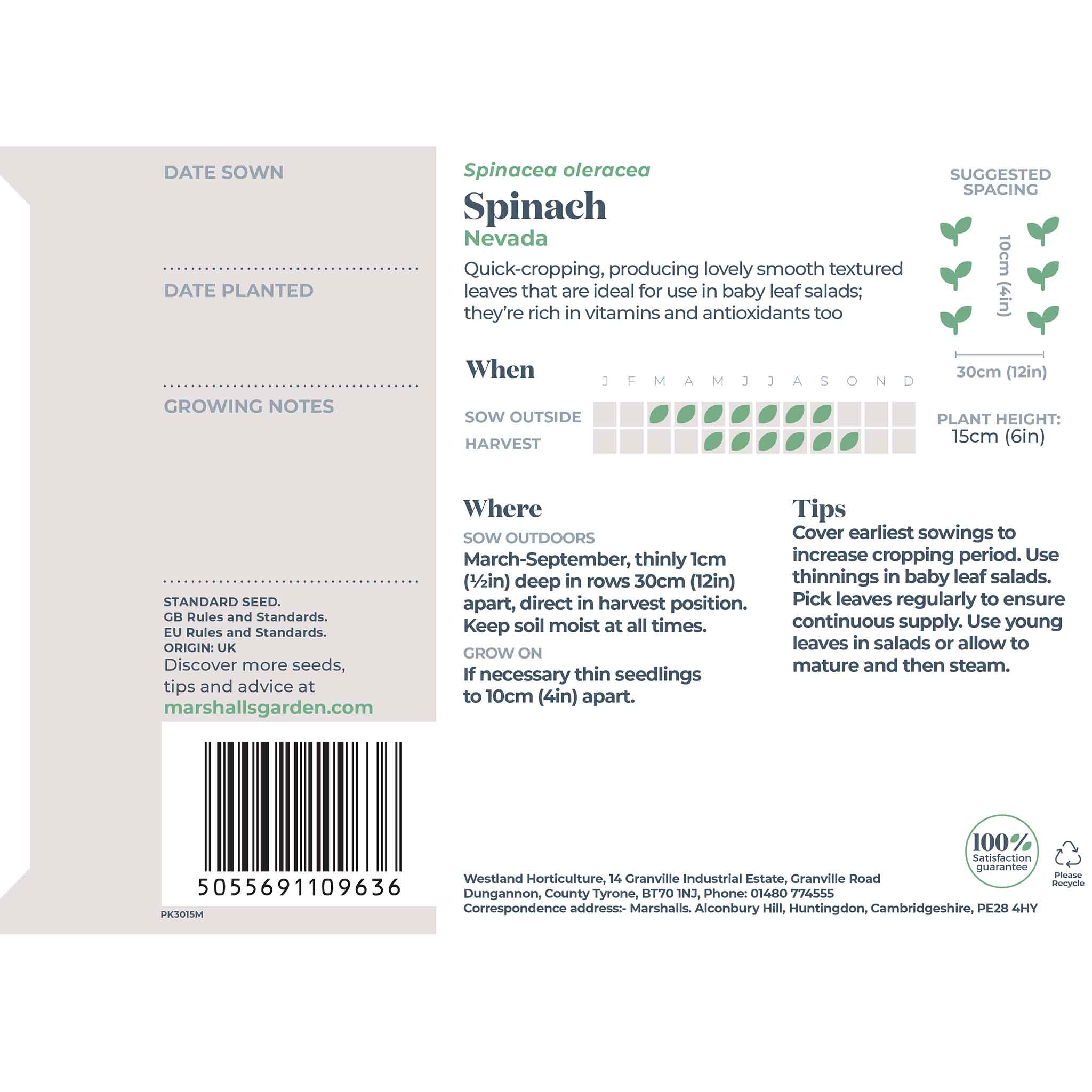 Spinach Seeds 'Nevada' - Image 3