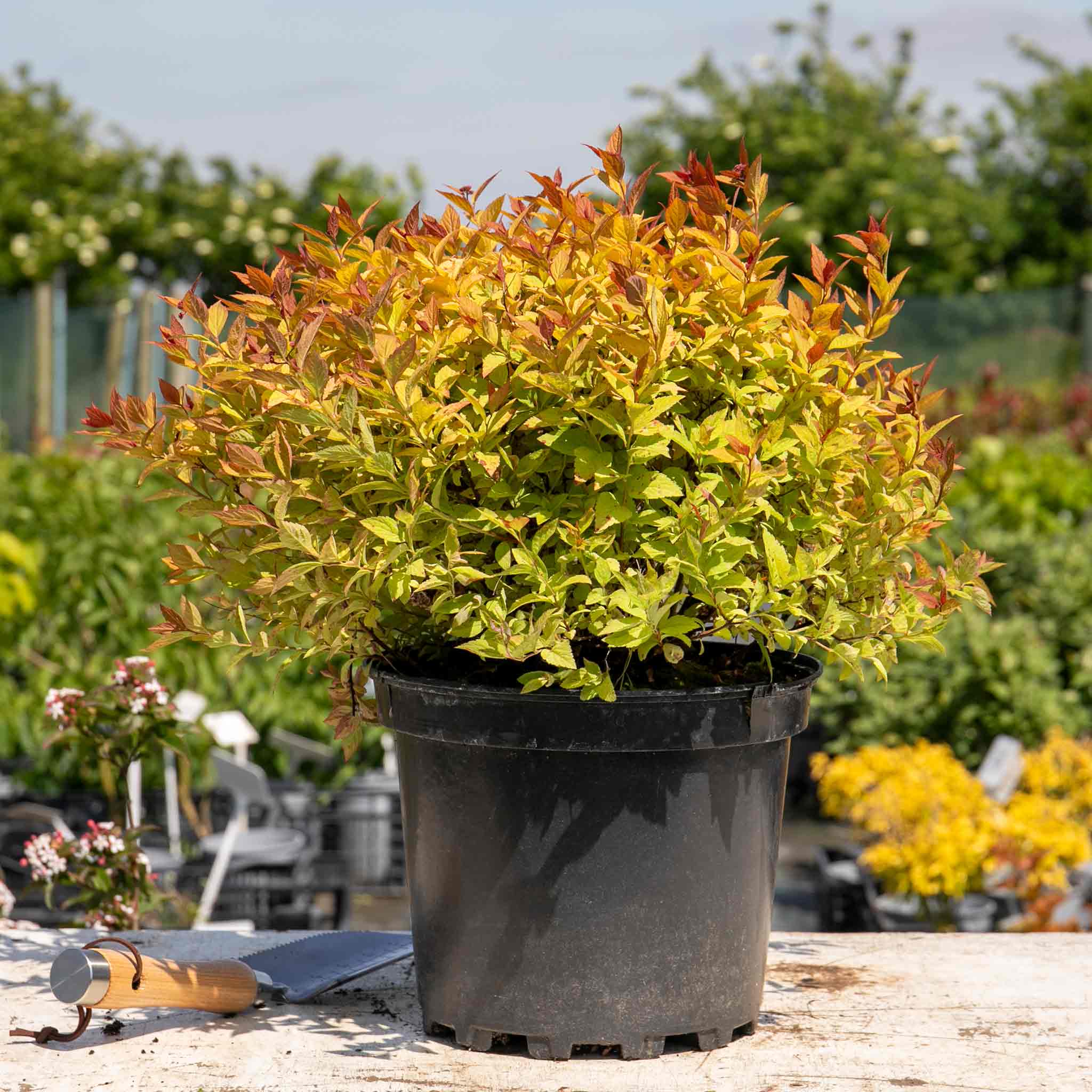 Spiraea Japonica 'Firelight' - Image 6