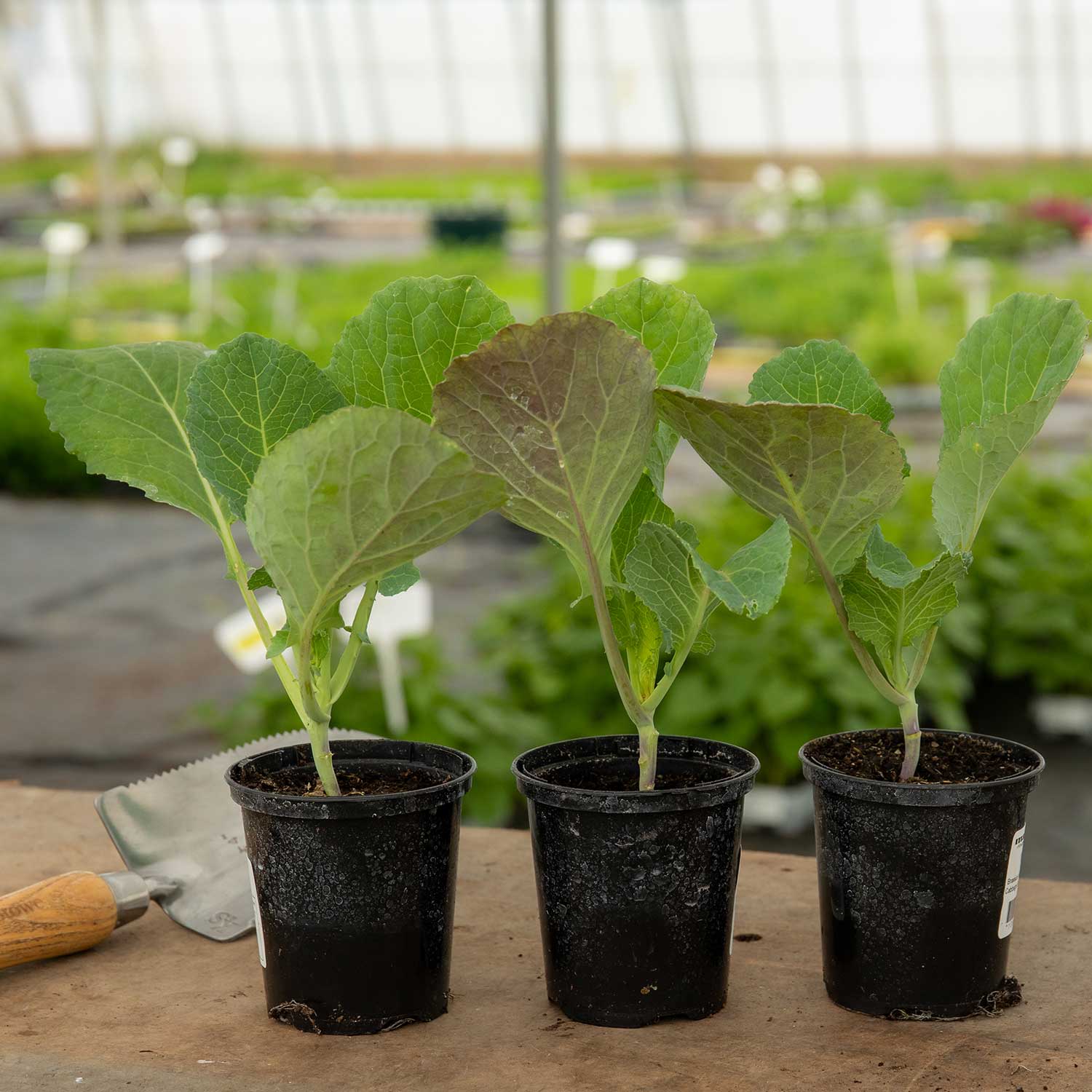 Spring Cabbage 'Duchy' - Image 3