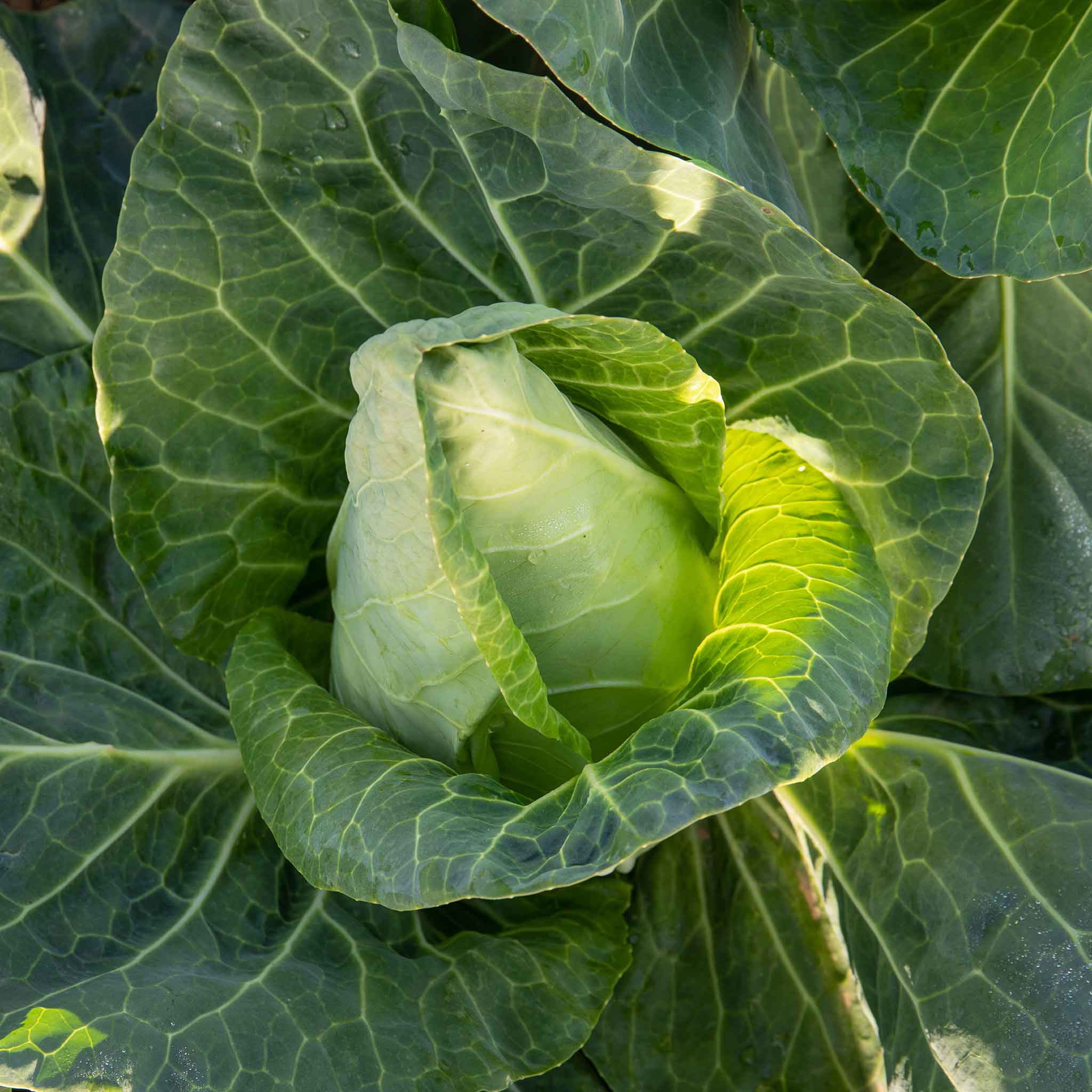 Spring Cabbage 'Duchy' - Image 4