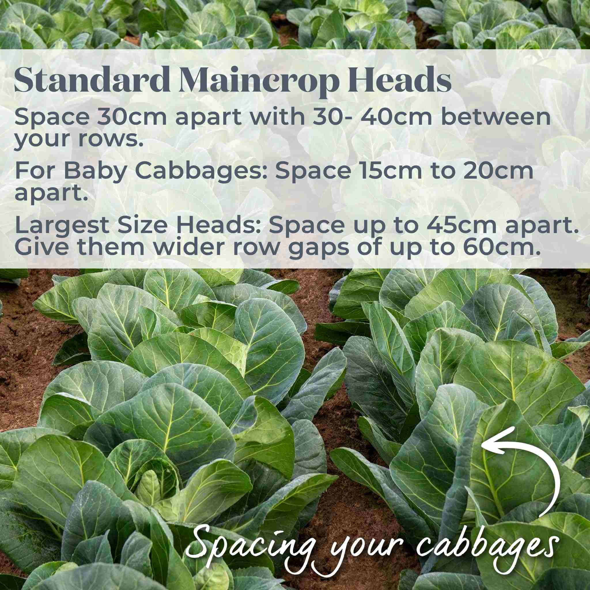 Spring Cabbage 'Duchy' - Image 5