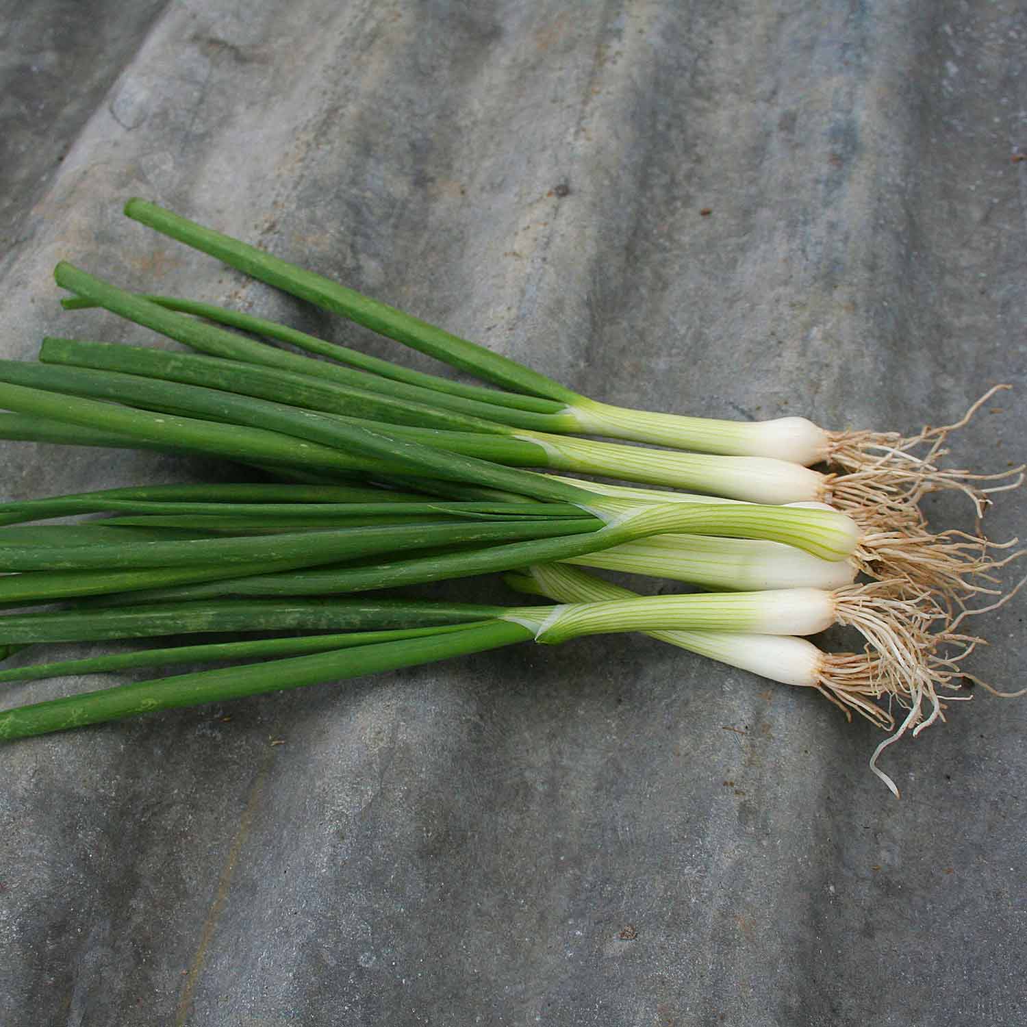 Spring Onion Seeds 'Eiffel' - Image 2
