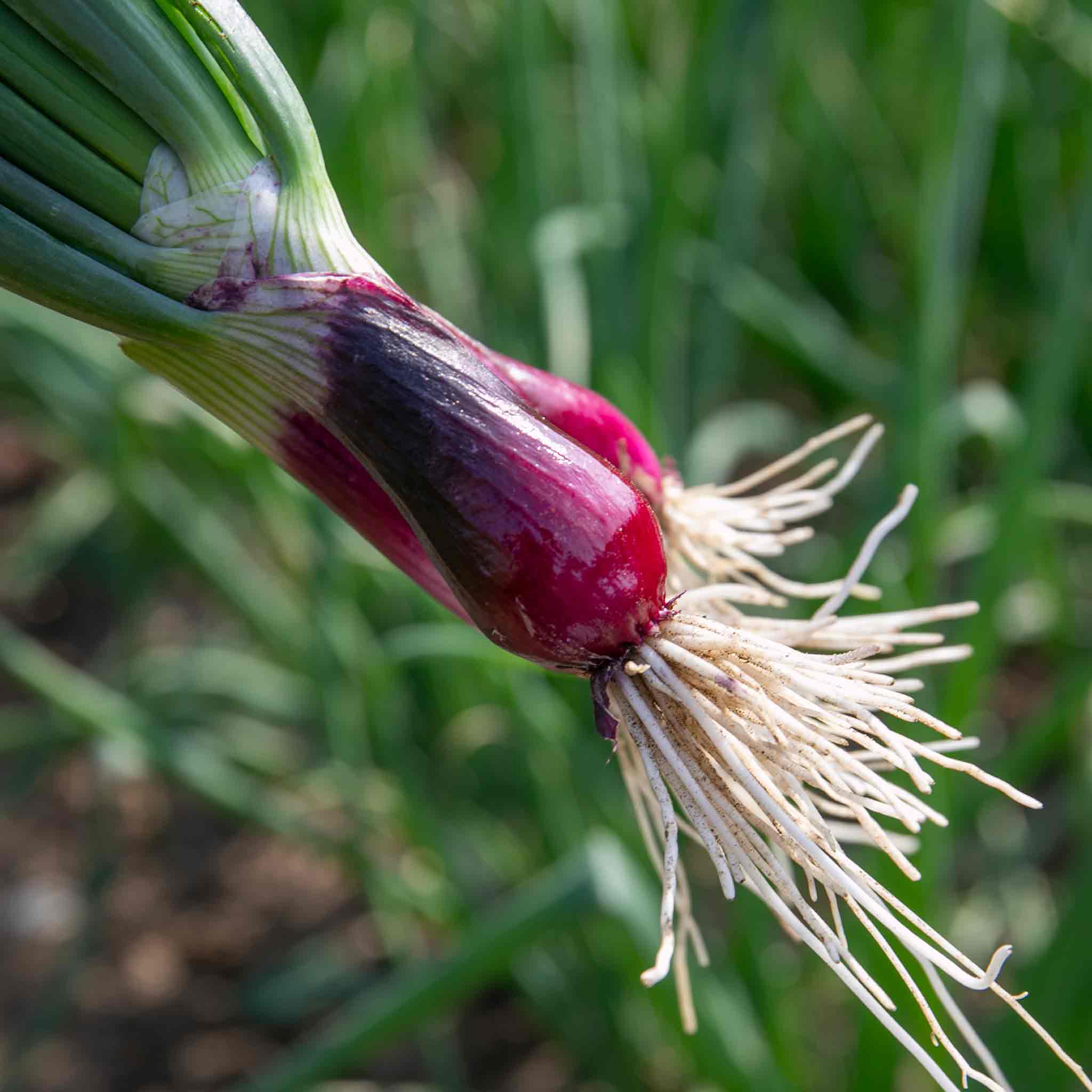 Spring Red Onion Seeds 'Lilia' - Image 7