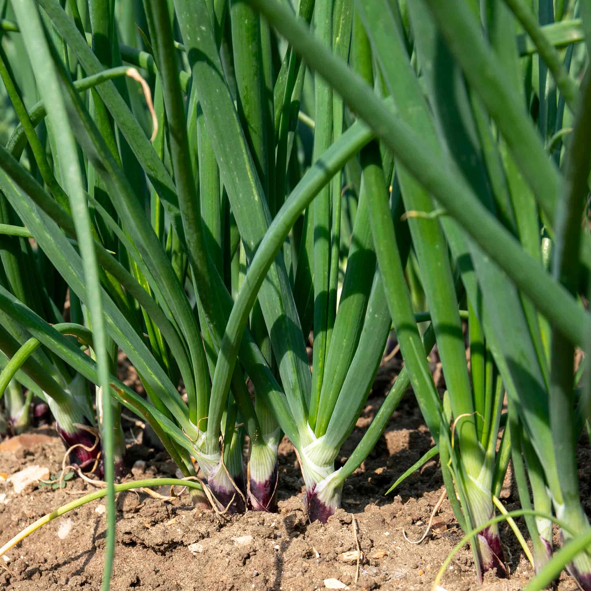 Spring Red Onion Seeds 'Lilia' - Image 3