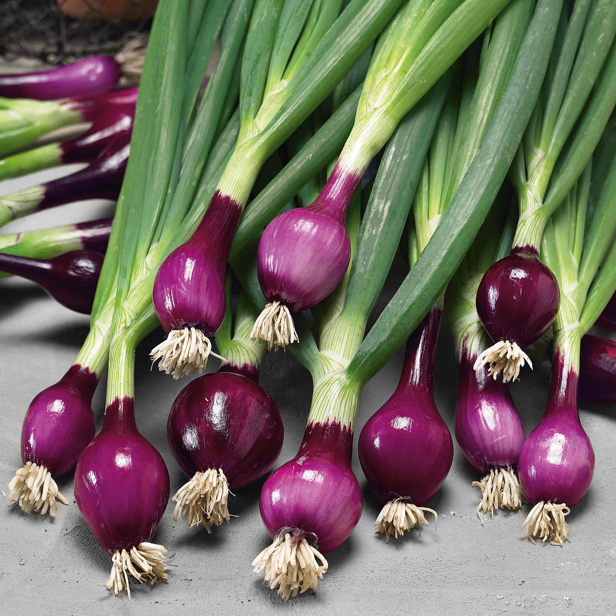 Spring Red Onion Seeds 'Lilia' - Image 6