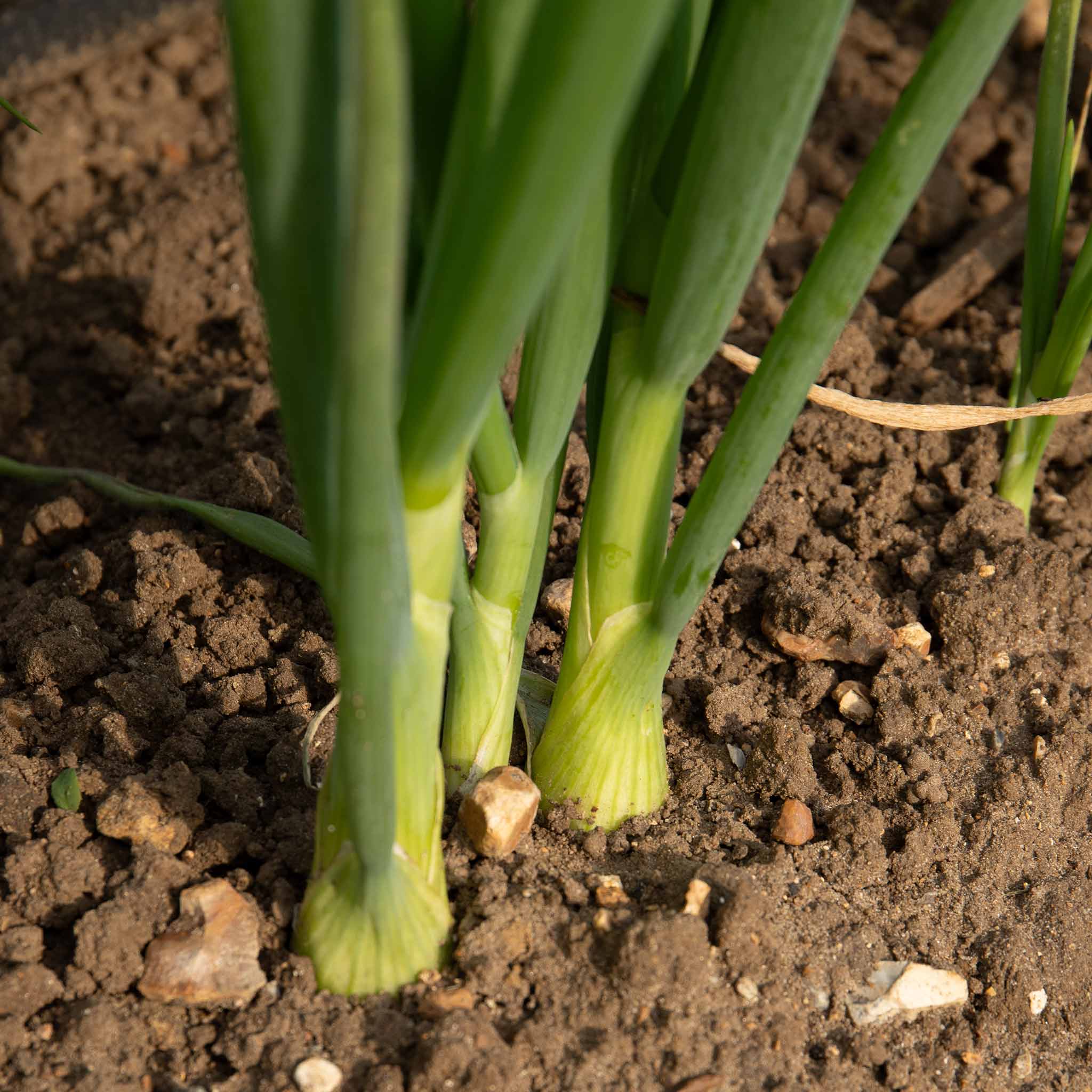 Spring Planting Spring Onion 'White Lisbon' - Image 2