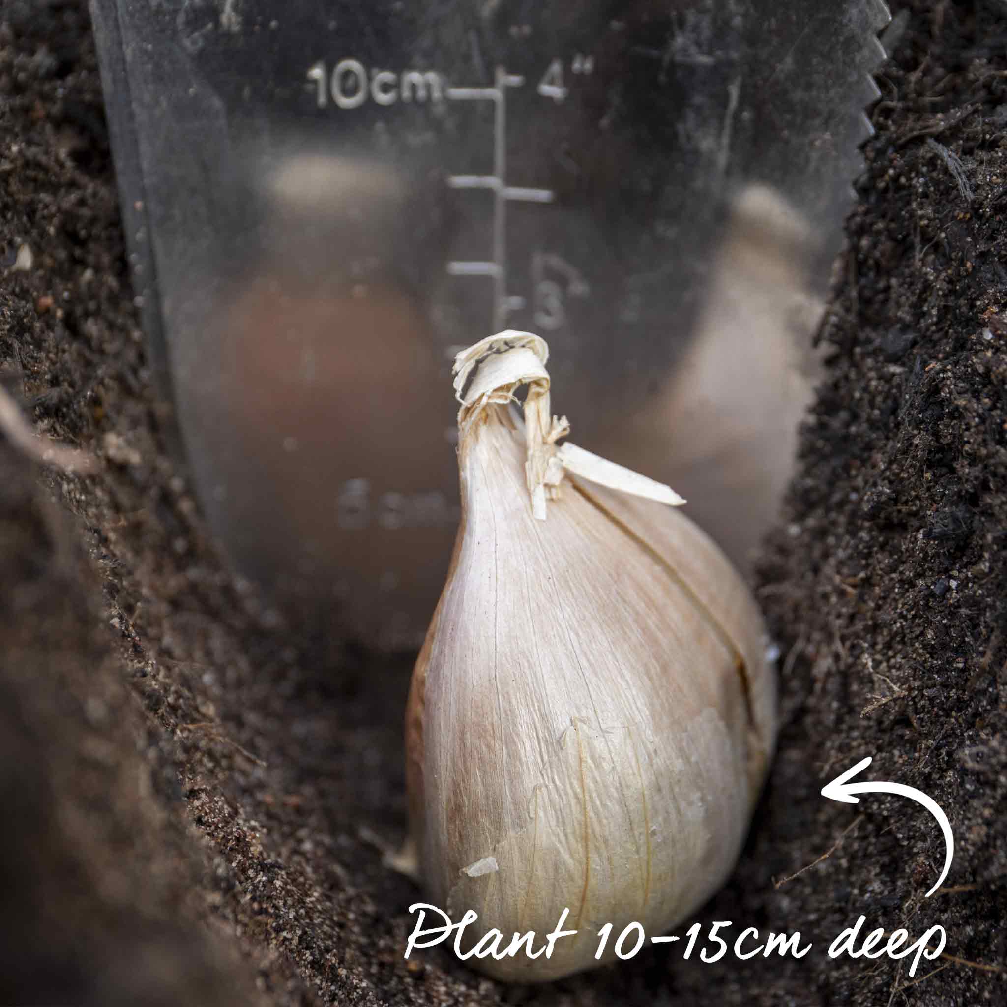 Spring Planting Elephant Garlic - Image 10