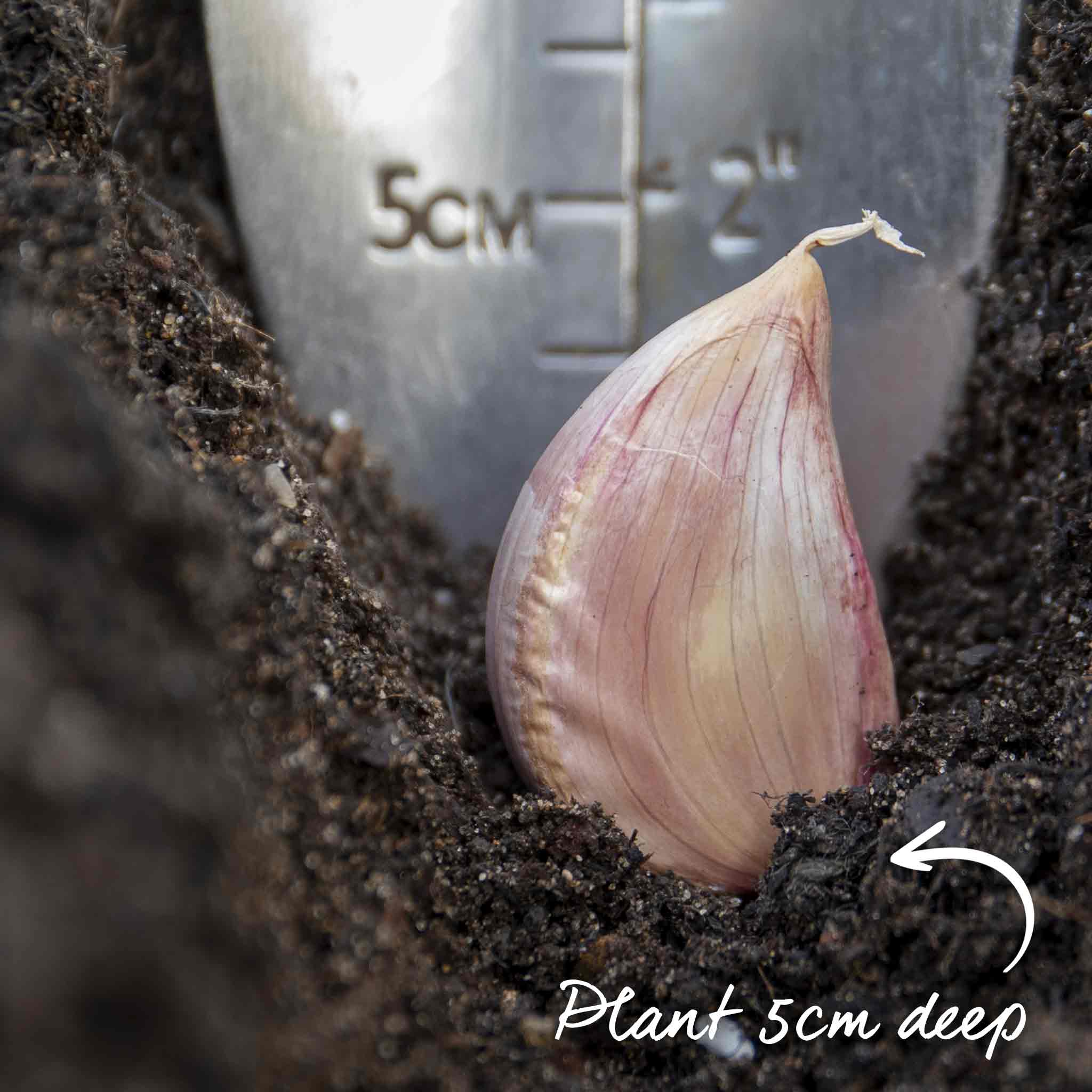 Spring Planting Garlic Duo Pack - Image 10