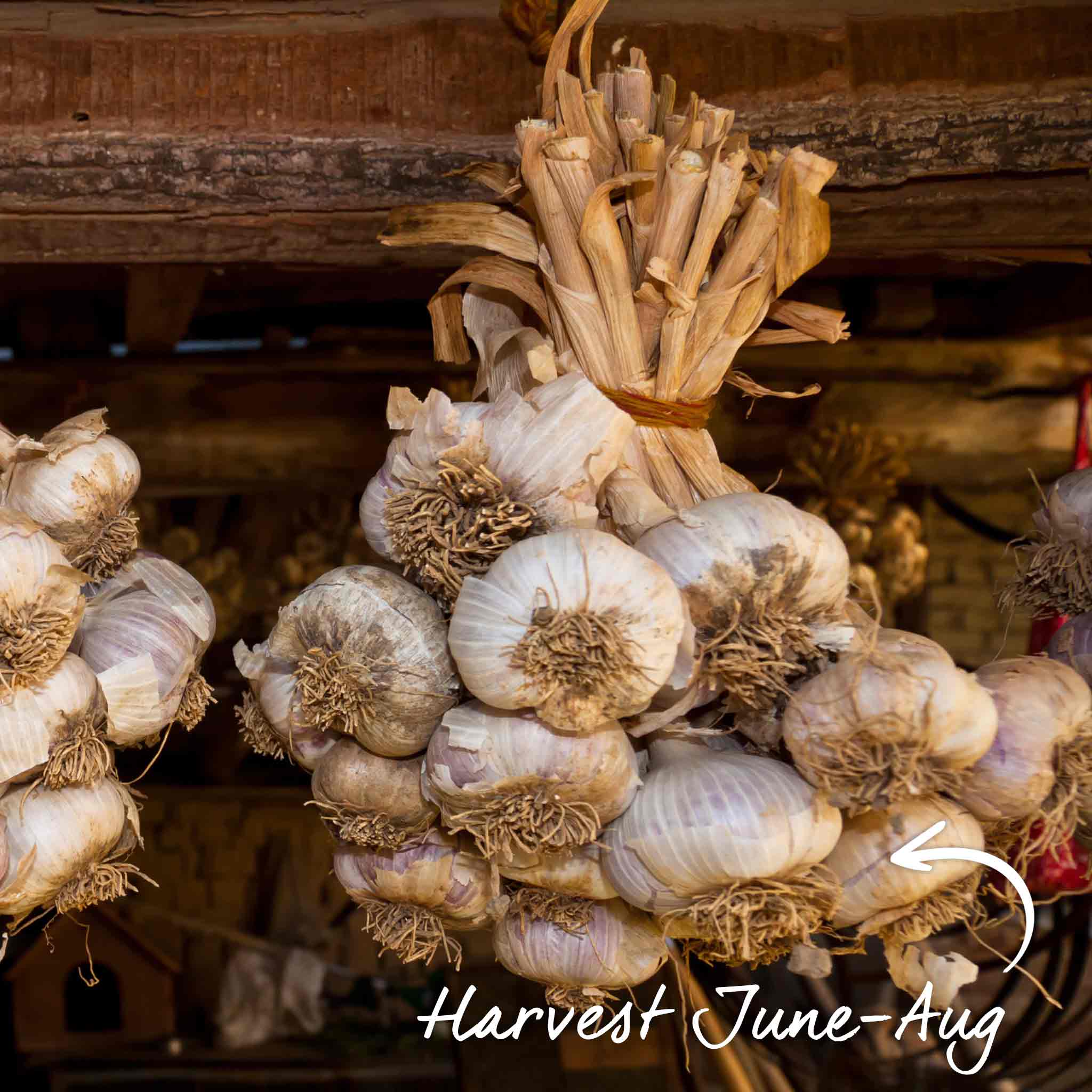 Spring Planting Garlic Duo Pack - Image 11