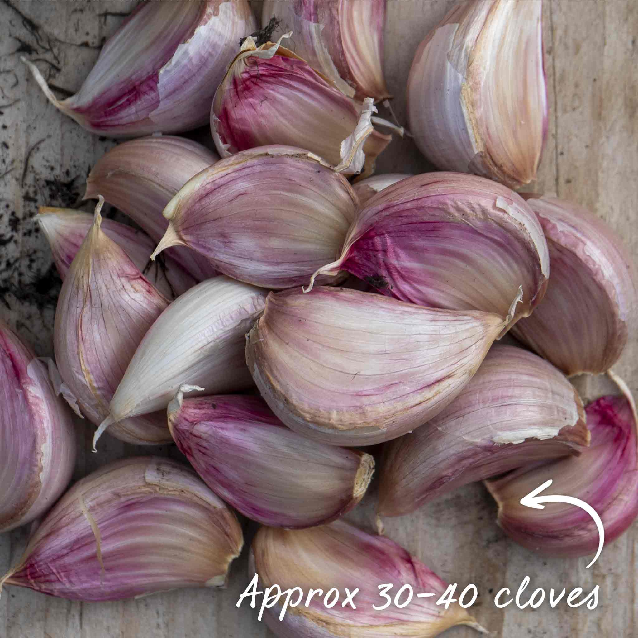 Spring Planting Garlic Duo Pack - Image 3