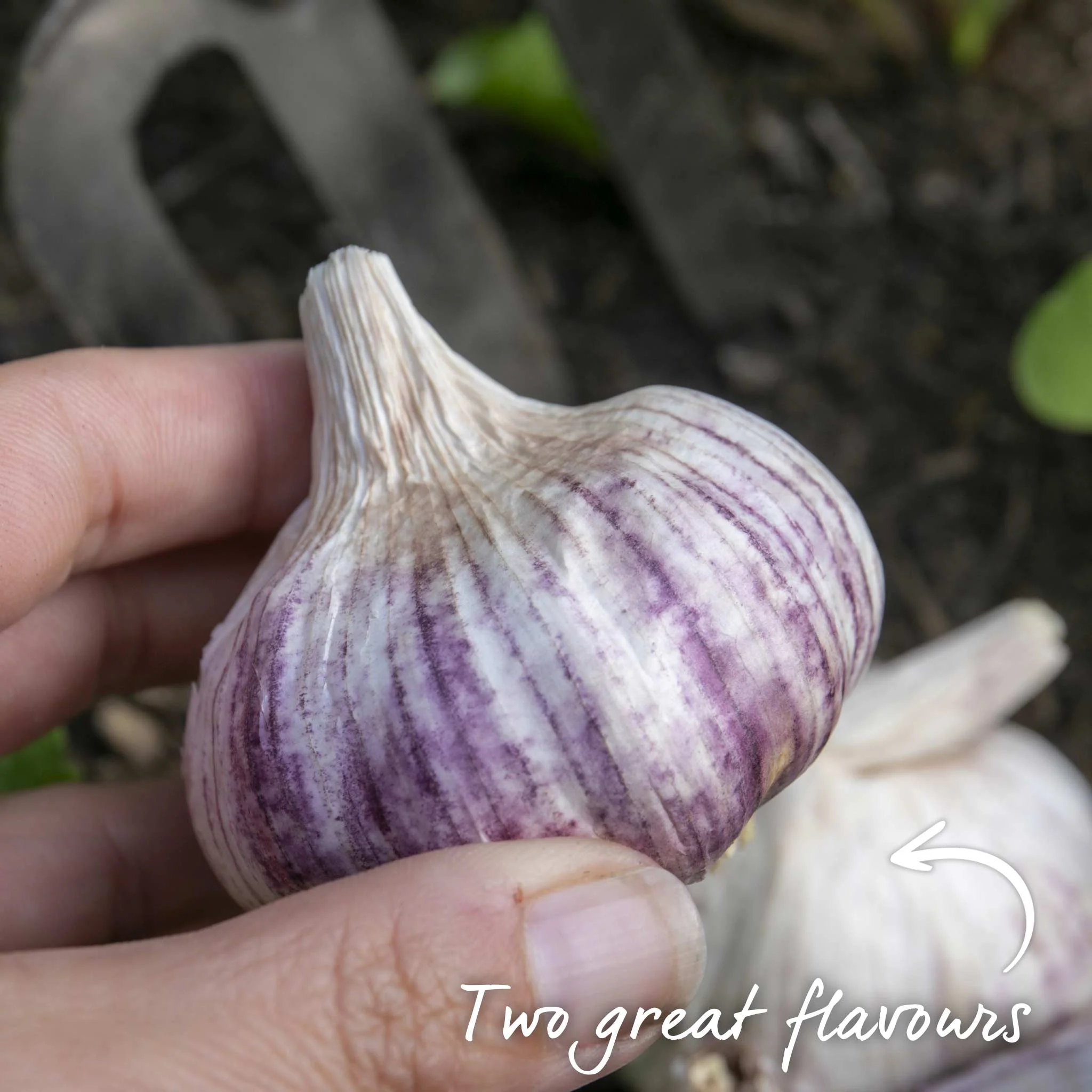 Spring Planting Garlic Duo Pack - Image 4