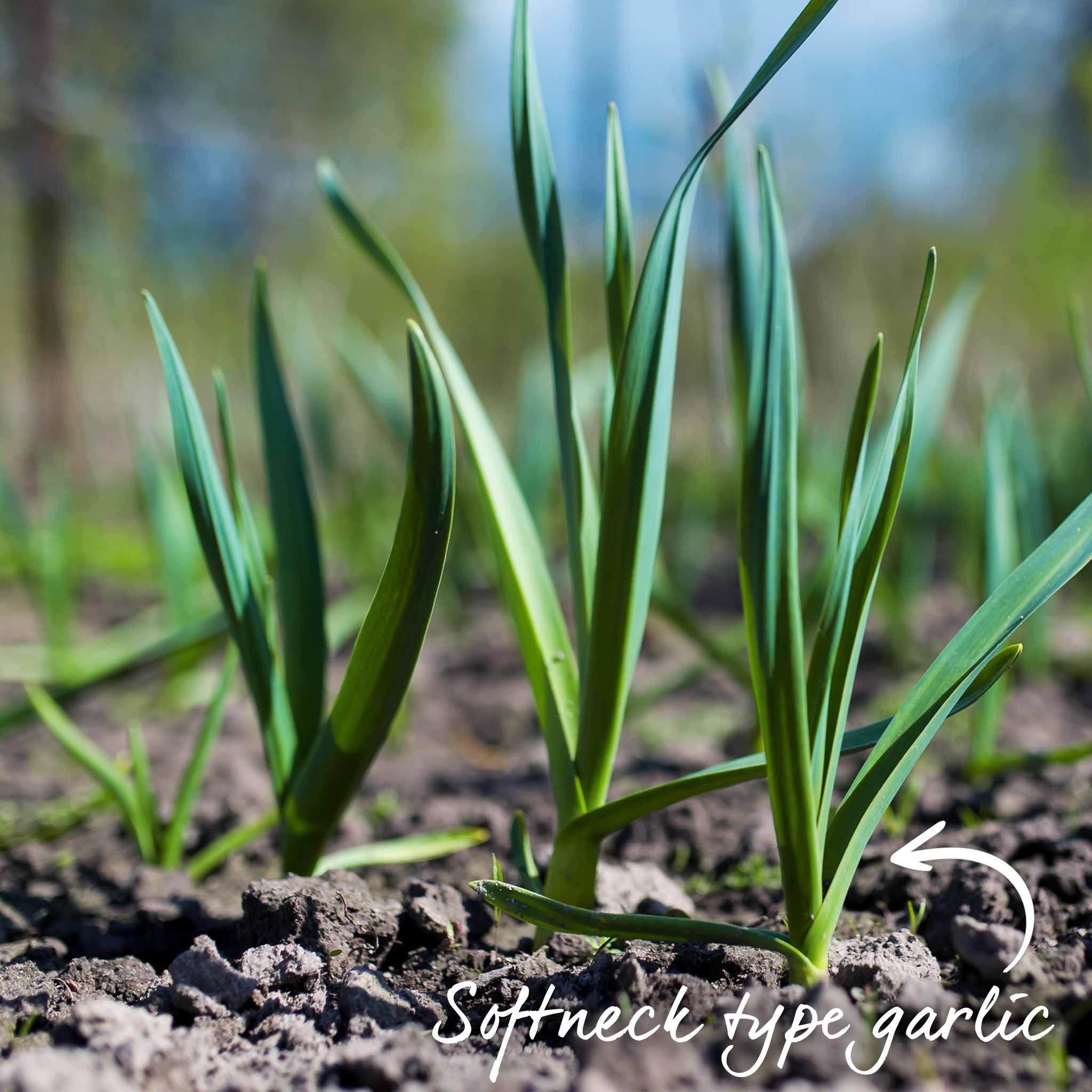 Spring Planting Garlic Duo Pack - Image 5