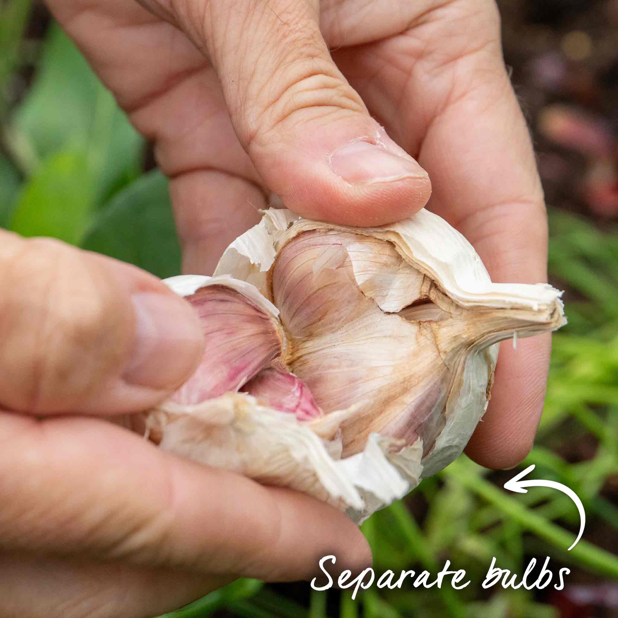 Spring Planting Garlic Duo Pack - Image 8