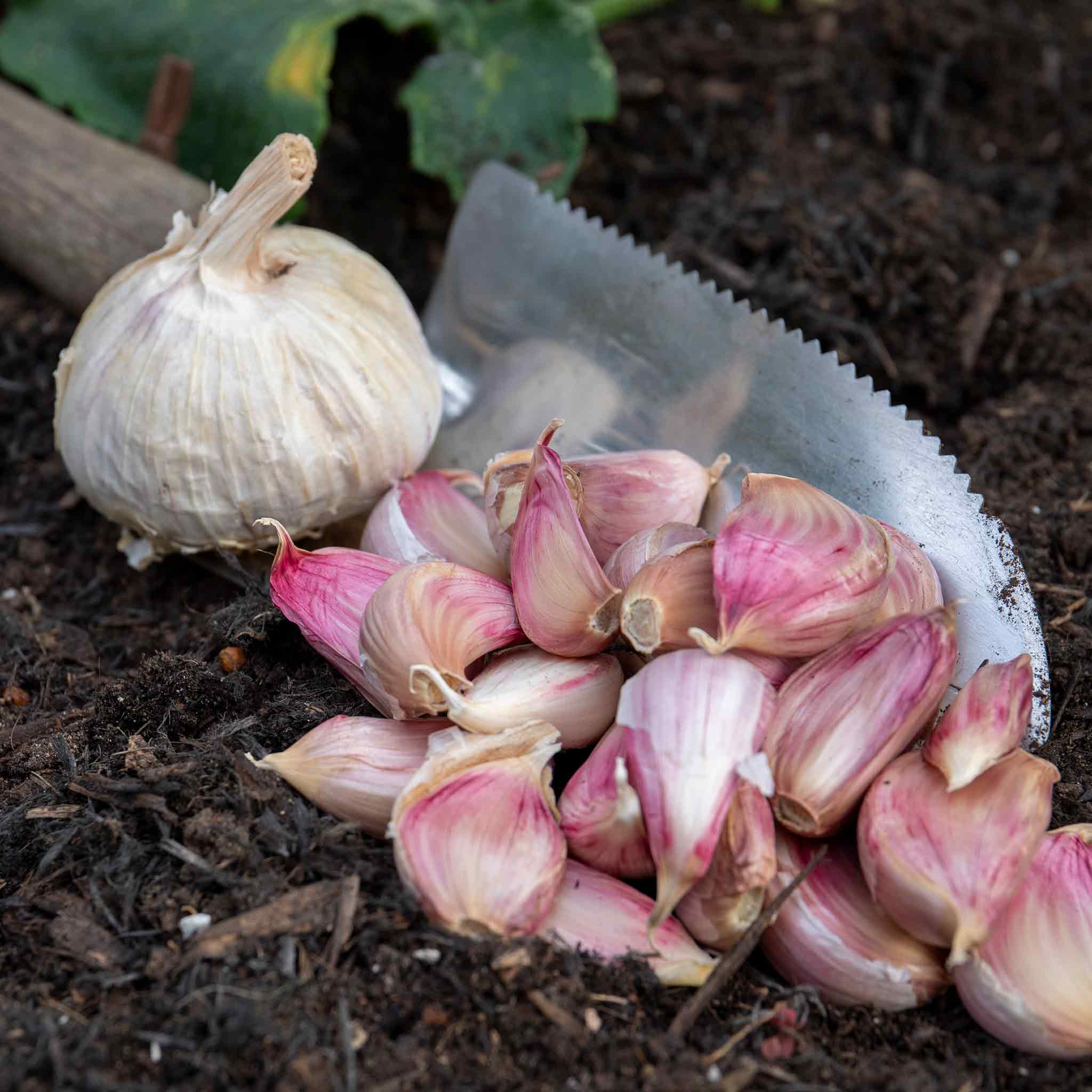 Spring Planting Onion, Shallot & Garlic Collection - Image 5