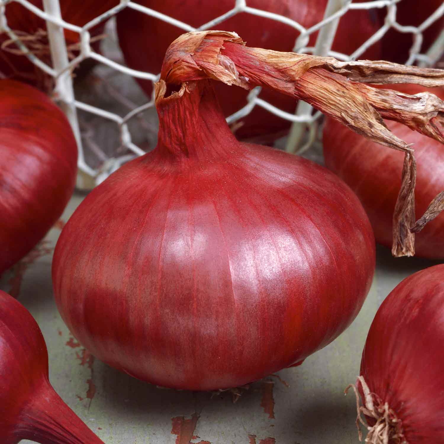 Spring Planting Onions Duo Pack - Image 5