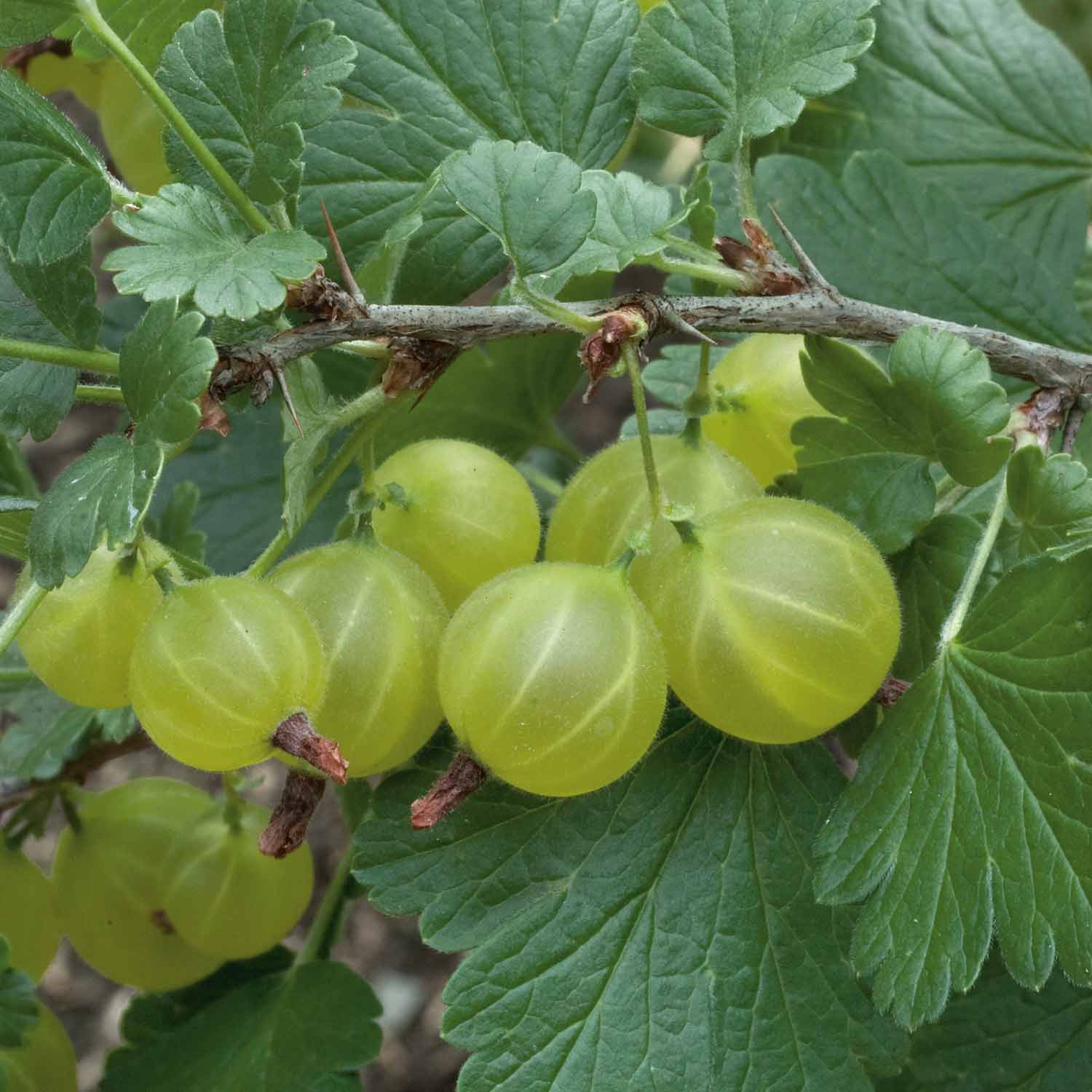 Gooseberry Standard 'Hinnonmaki Green' - Image 4