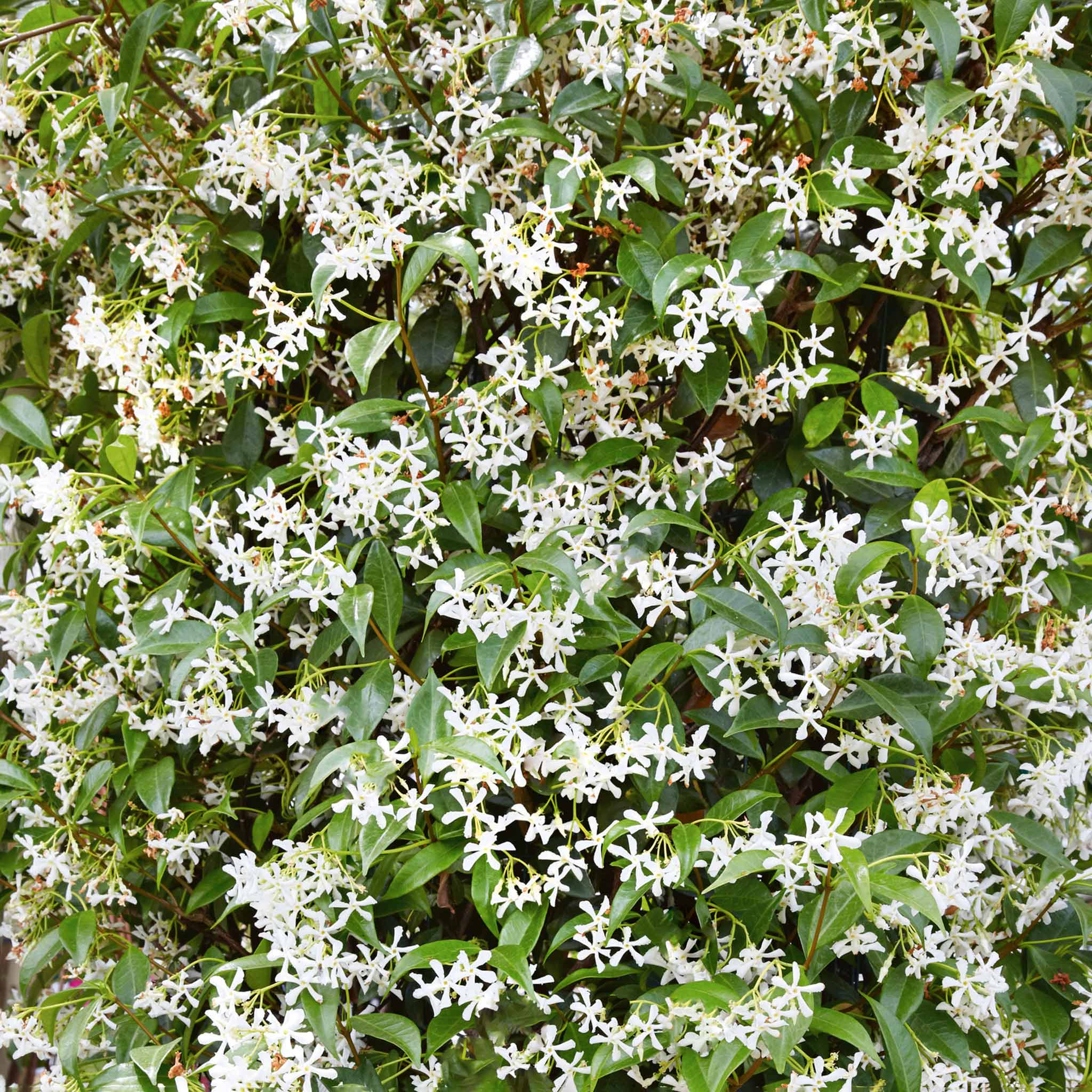 Star Jasmine - Image 10
