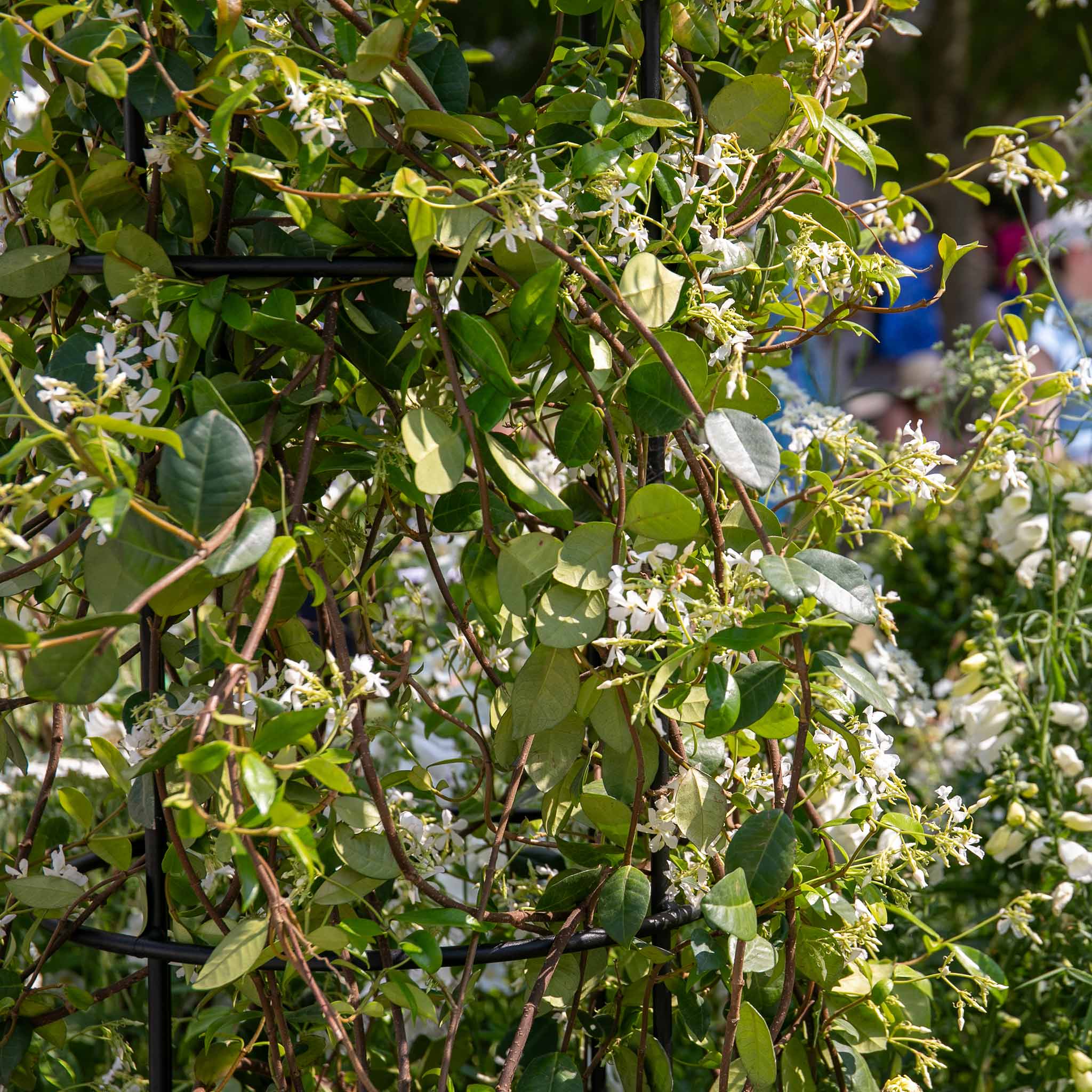 Star Jasmine - Image 6