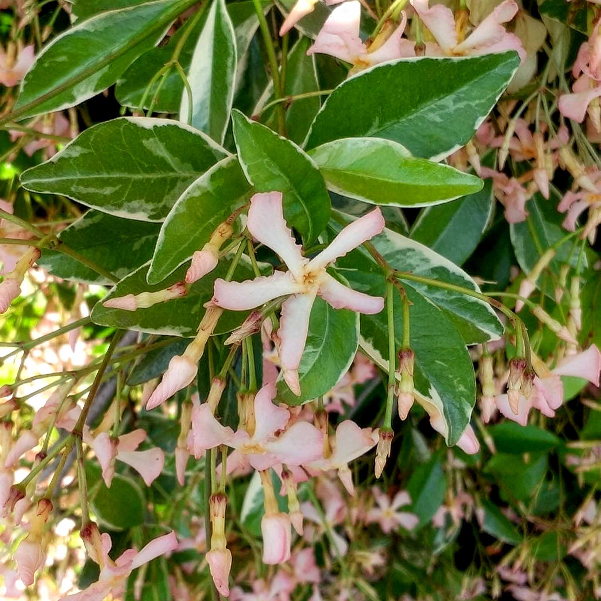 Star Jasmine 'Star of Milano'