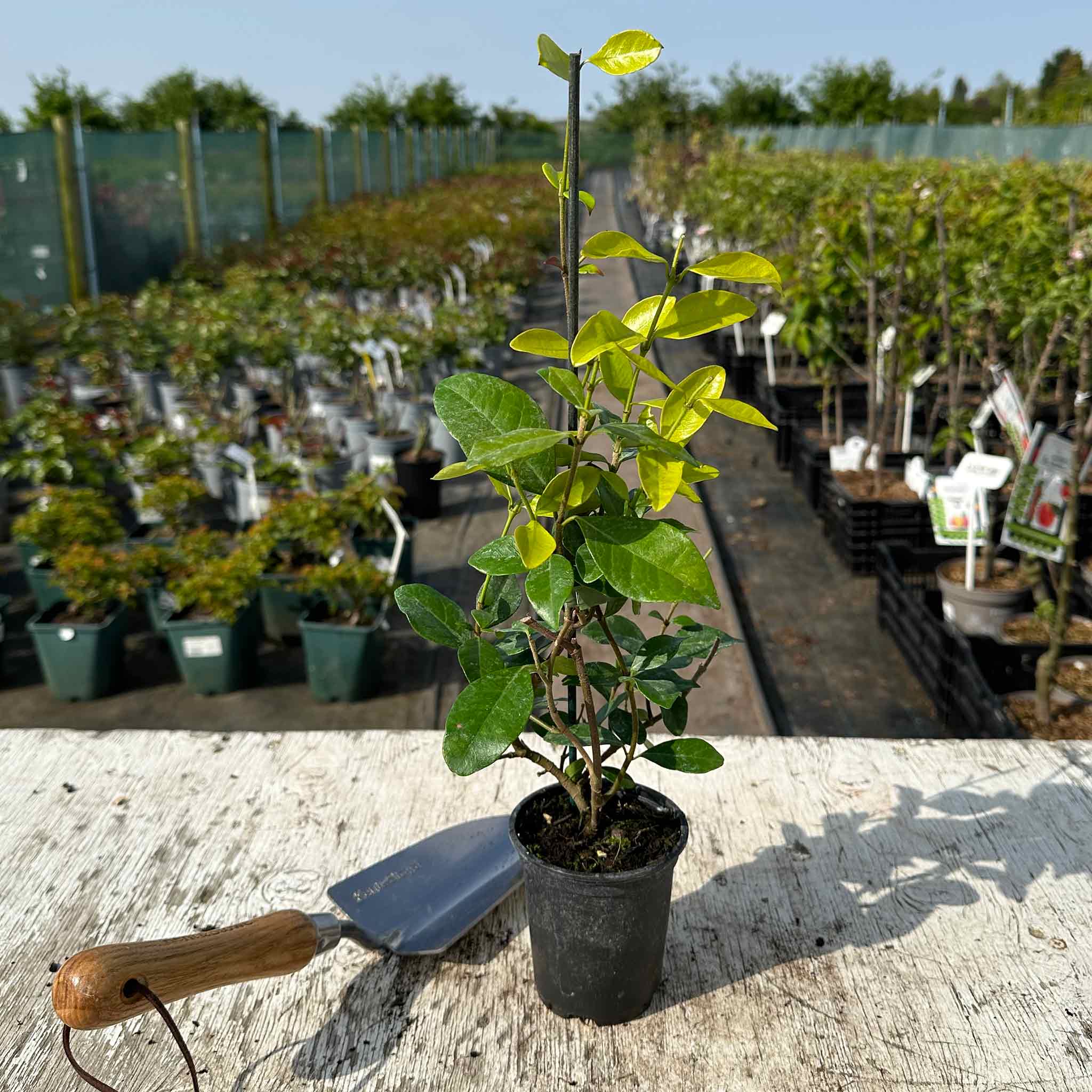 Star Jasmine 'Star of Toscane' - Image 4