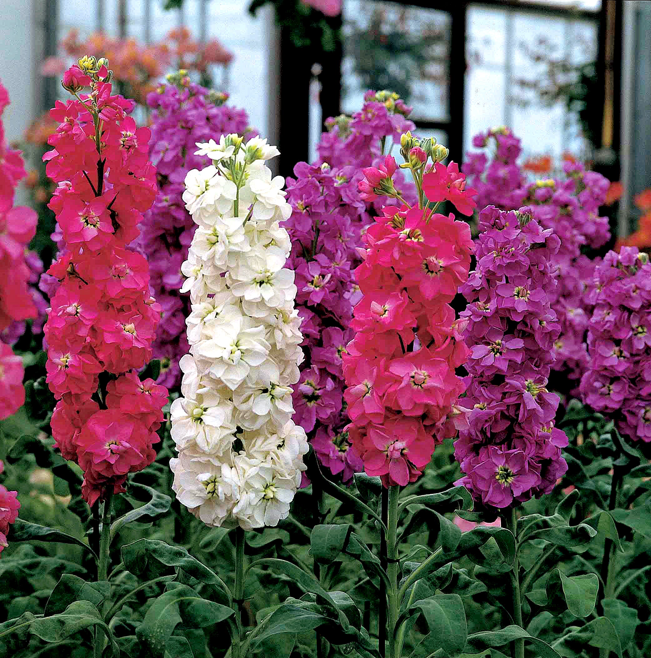 Stock Seeds 'Ten Week Mix' - Image 2