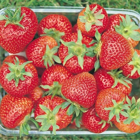 Strawberry 'Florence' - Image 8