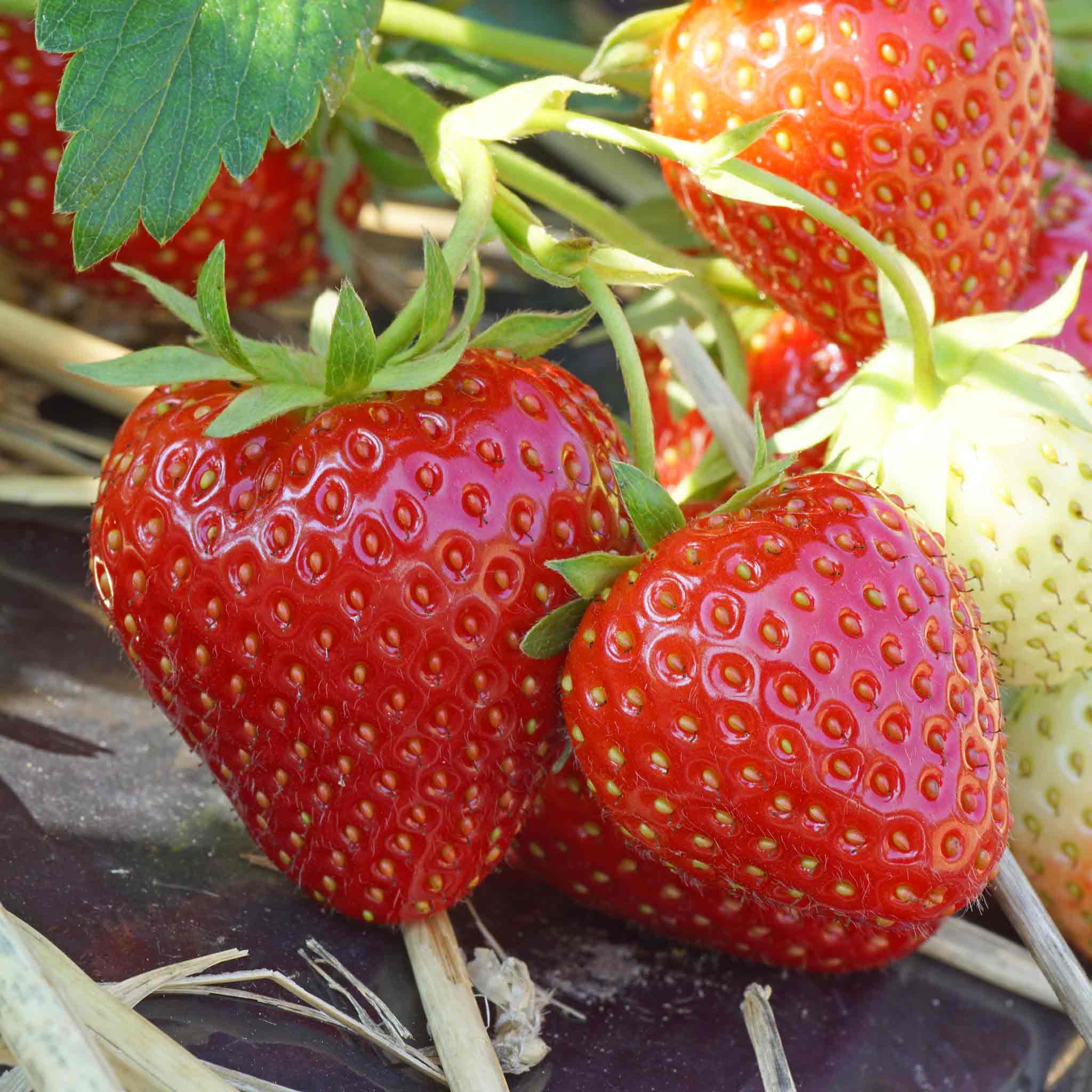 Strawberry 'Allegro'