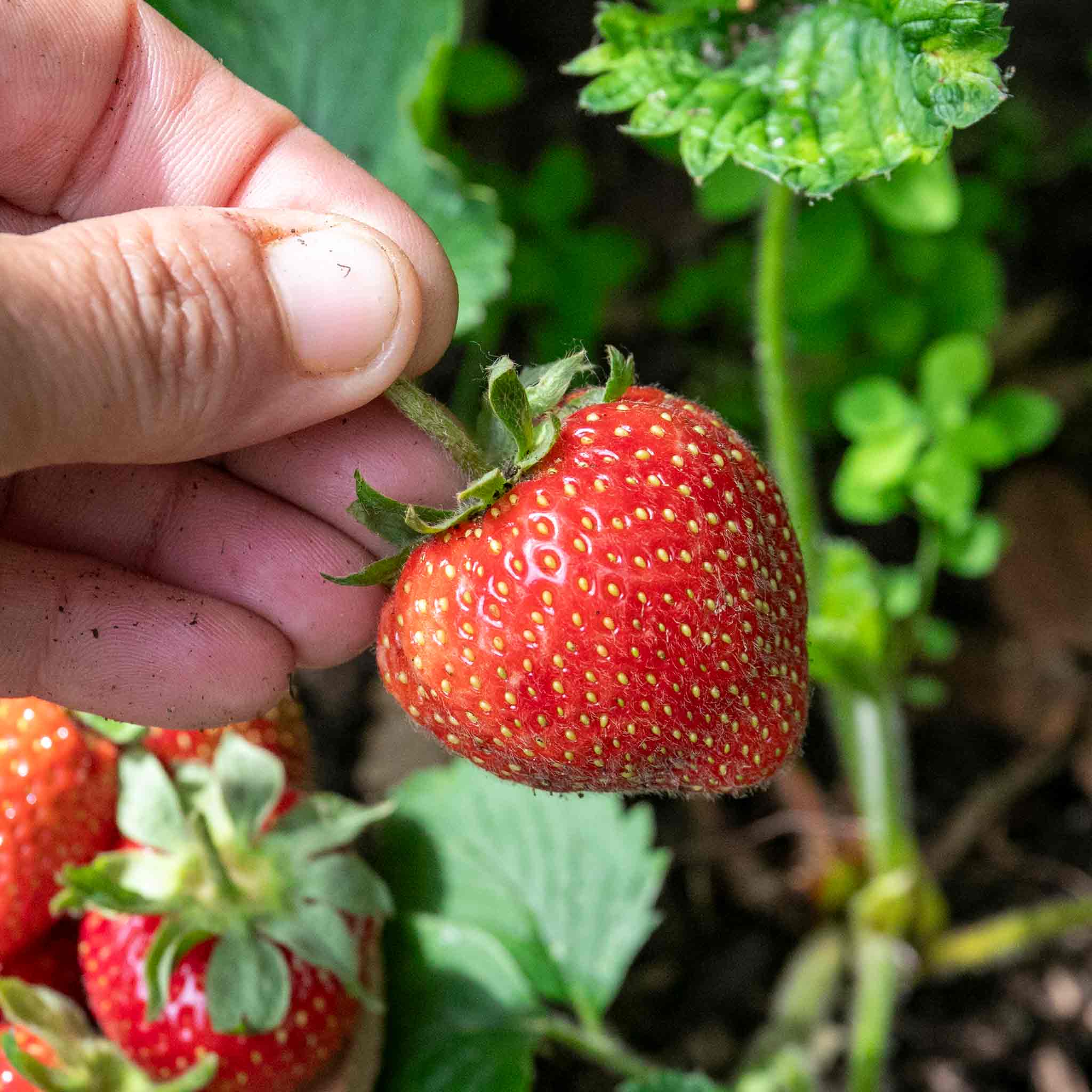 Strawberry 'Elsanta' - Image 3