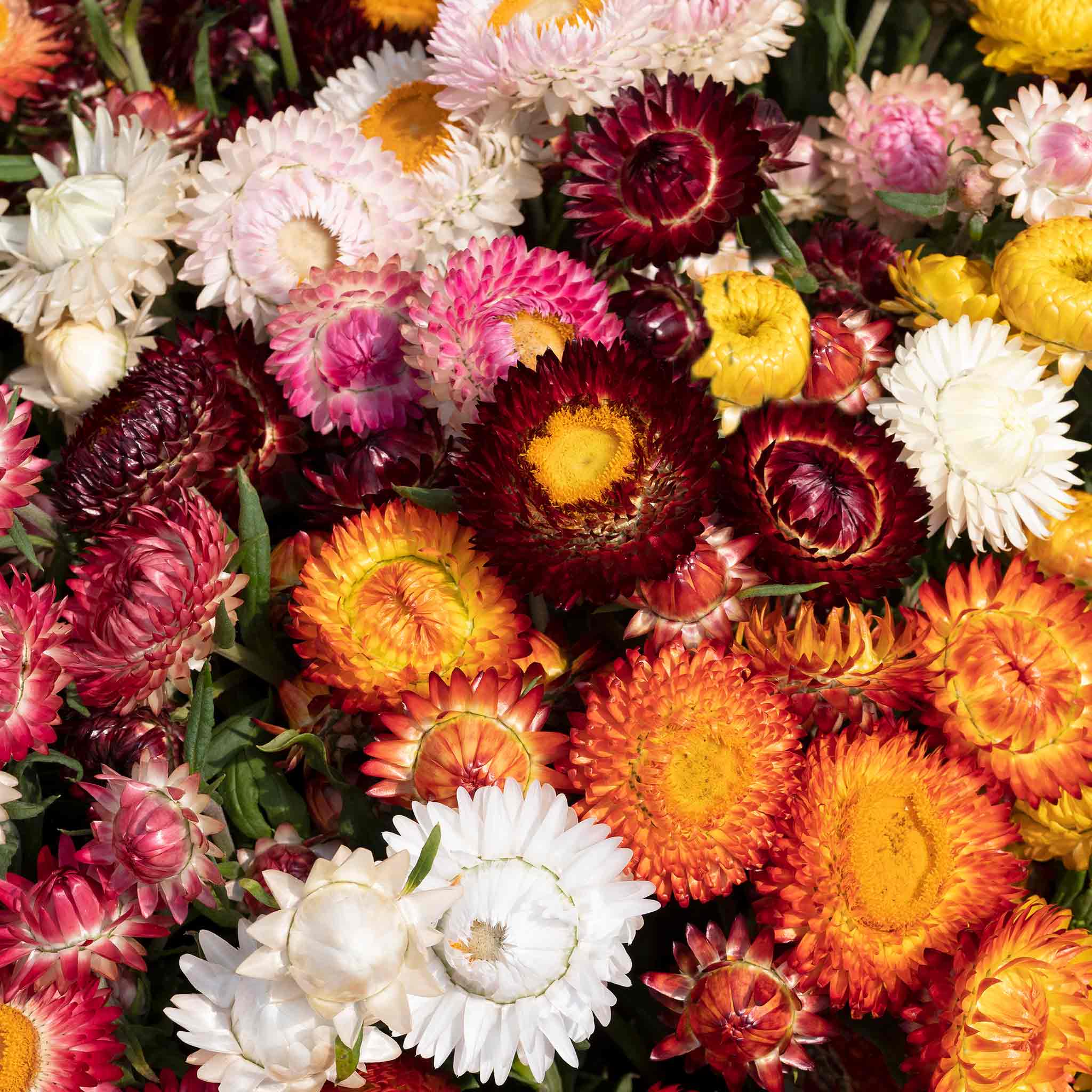 Strawflower Seeds 'King Size' - Image 2