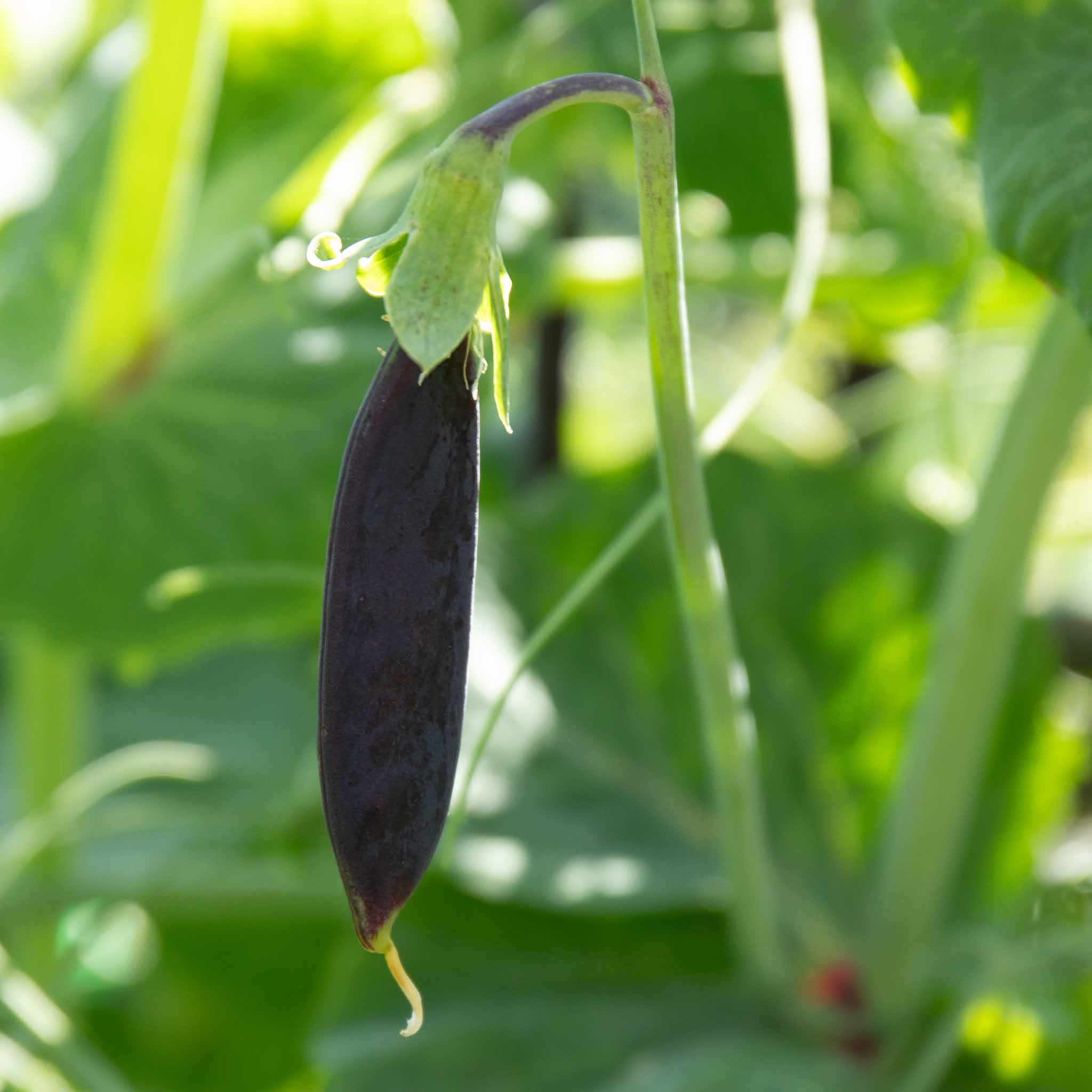 Sugar Snap Pea 'Purple Magnolia' - Image 2