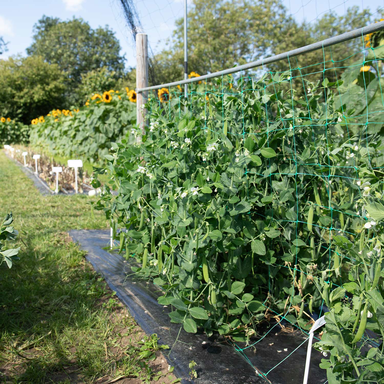 Sugar Snap Pea 'Sugar Force' - Image 2