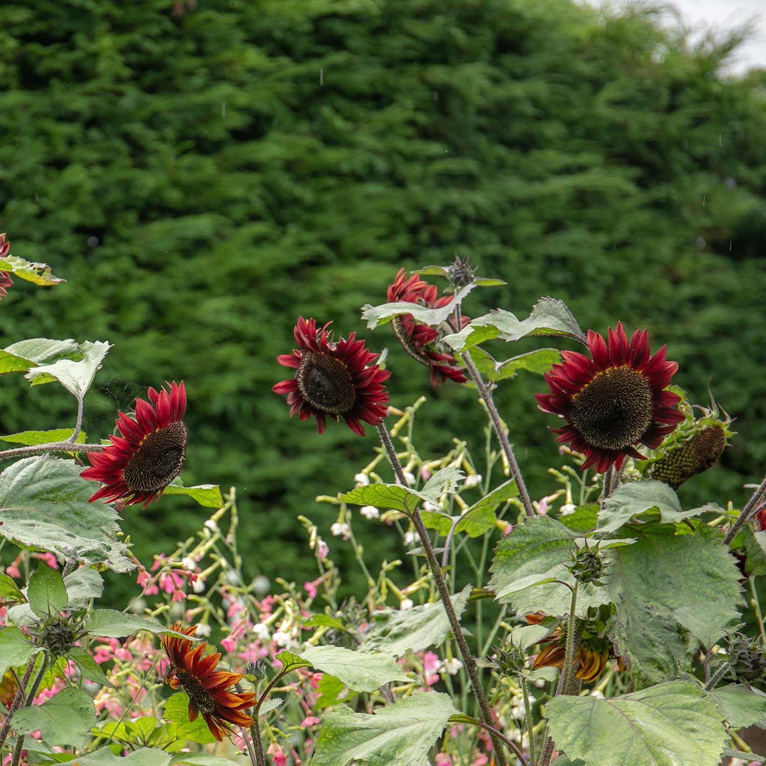 Sunflower Seeds 'Rouge Royale' - Image 2