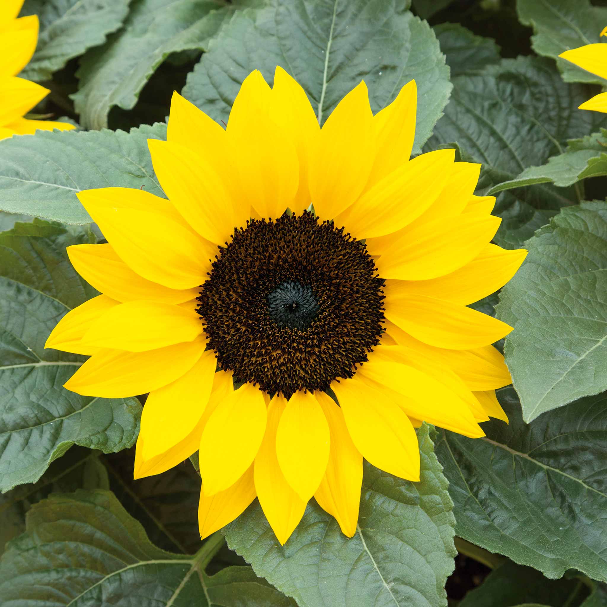 Sunflower 'Sunsations F1 Yellow' - Image 2