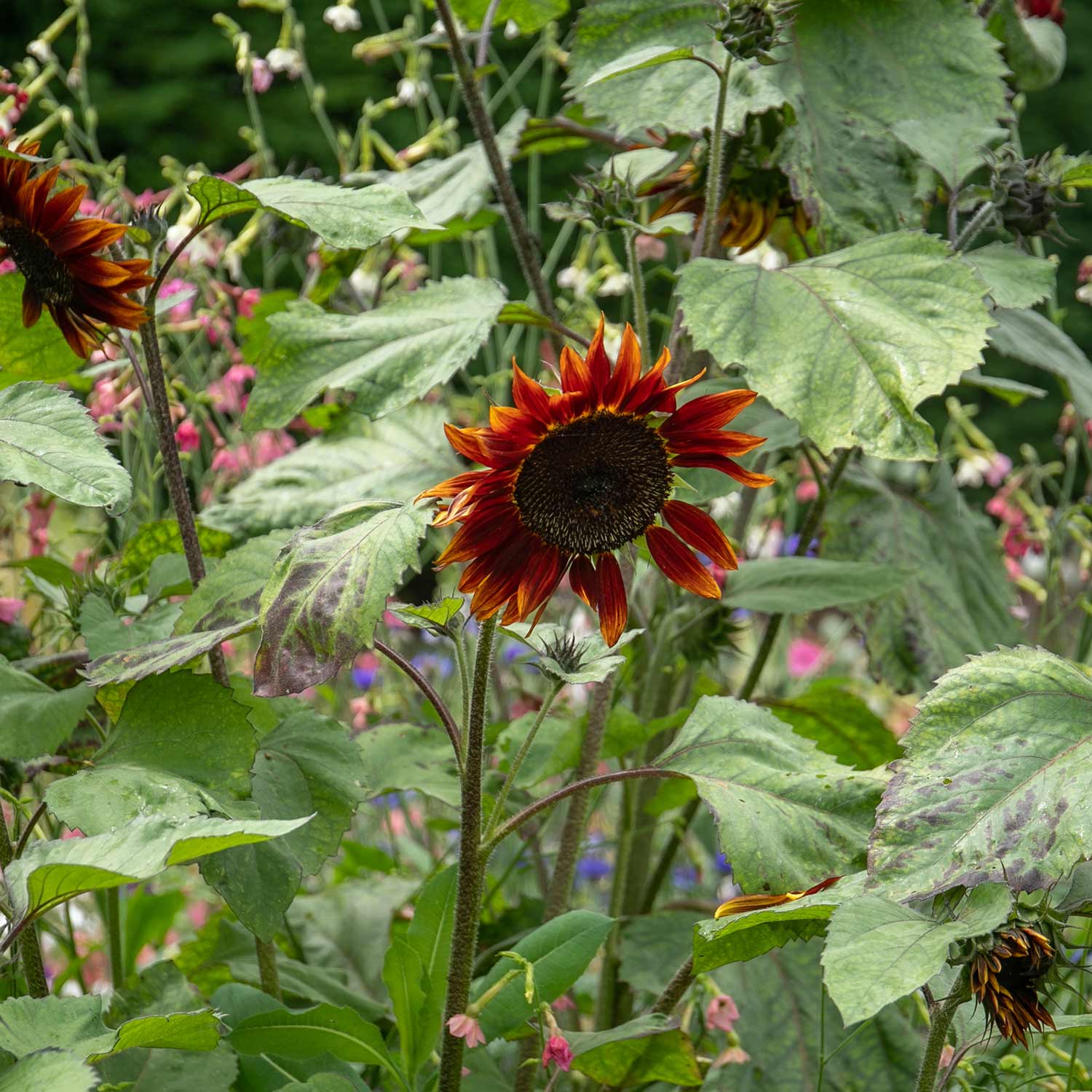 Sunflower Seeds 'Vincent's Mix' - Image 4