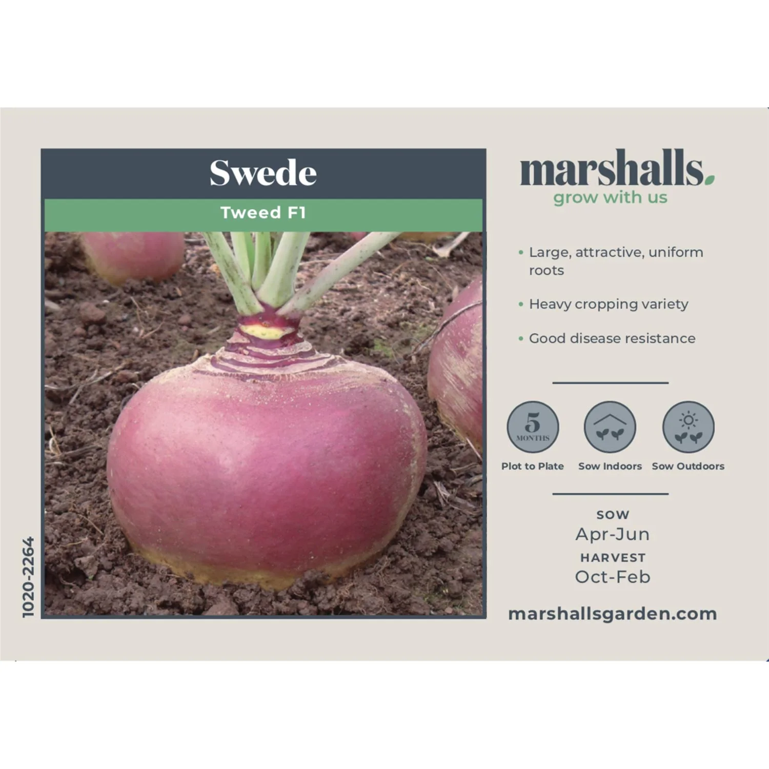 Swede Seeds 'Tweed' F1 - Image 2