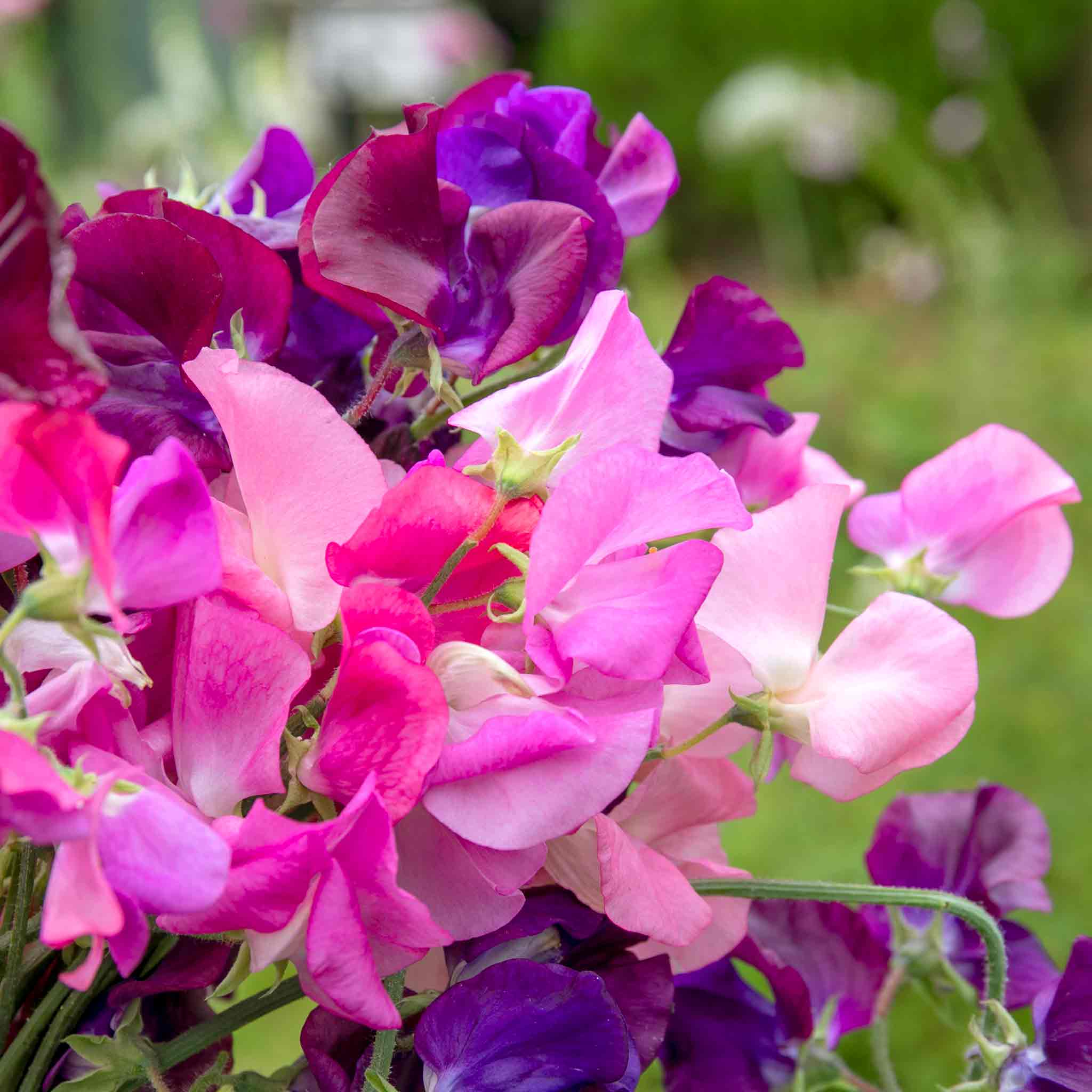 Sweet Pea 'Berry Kiss' - Image 14