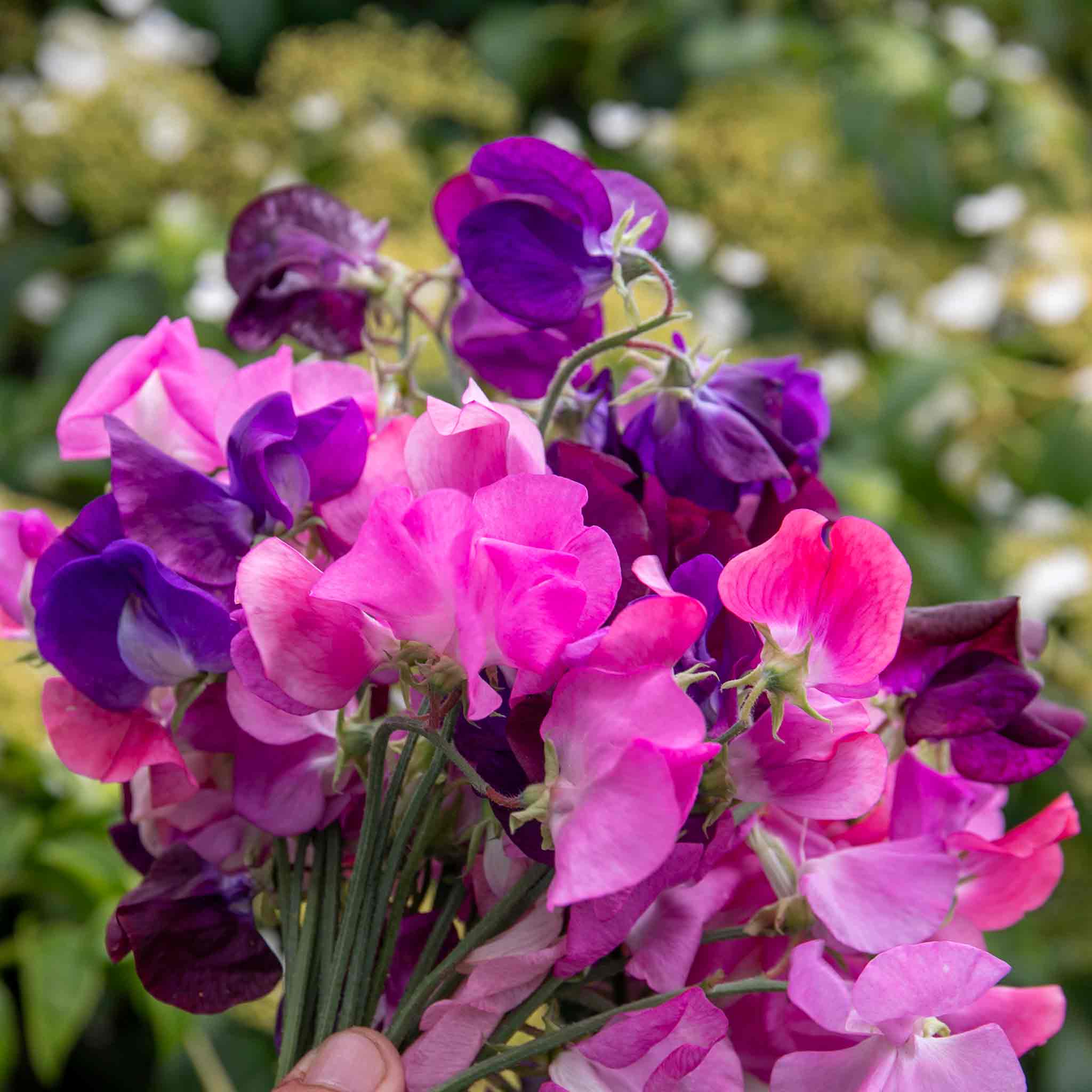Sweet Pea 'Berry Kiss' - Image 3