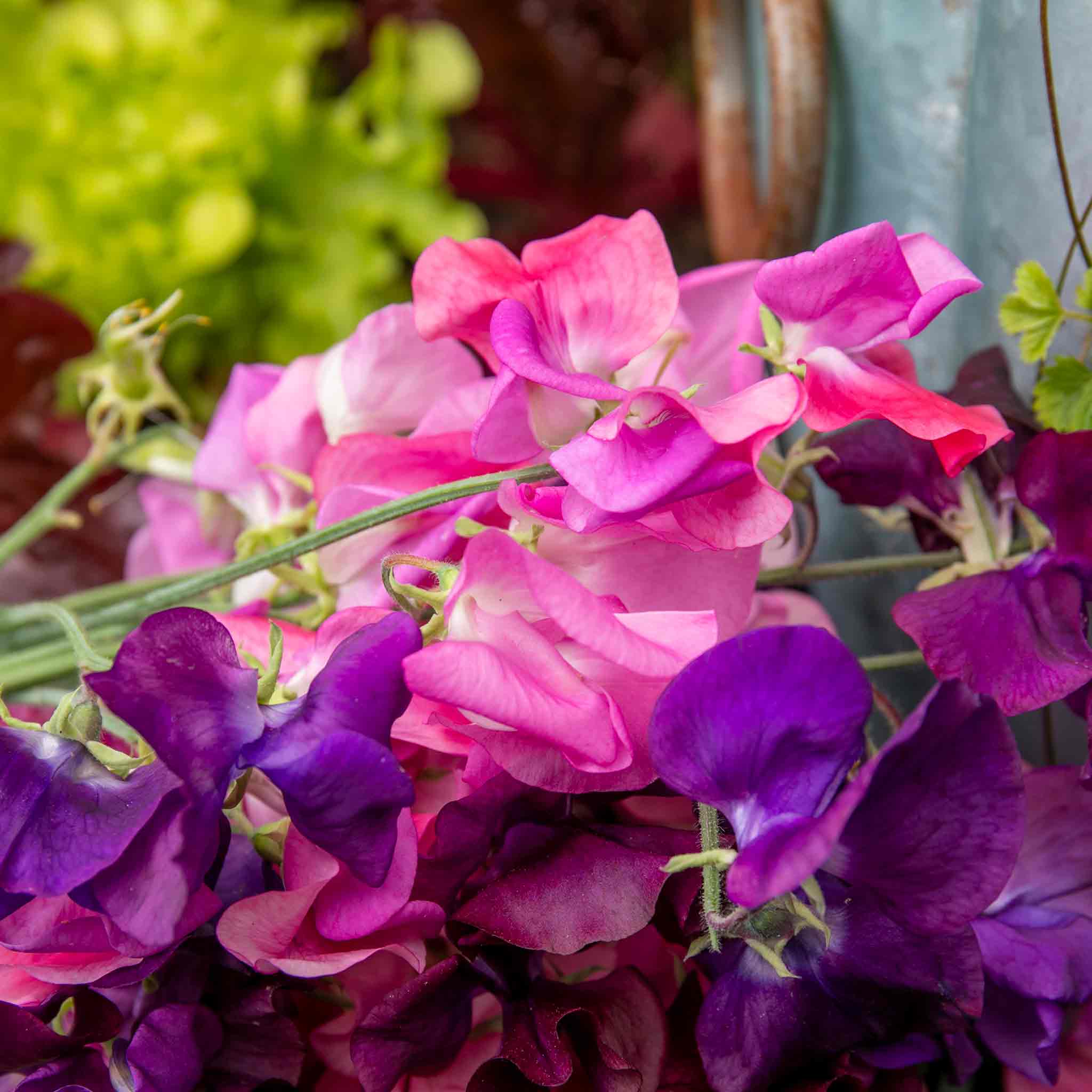 Sweet Pea 'Berry Kiss' - Image 7